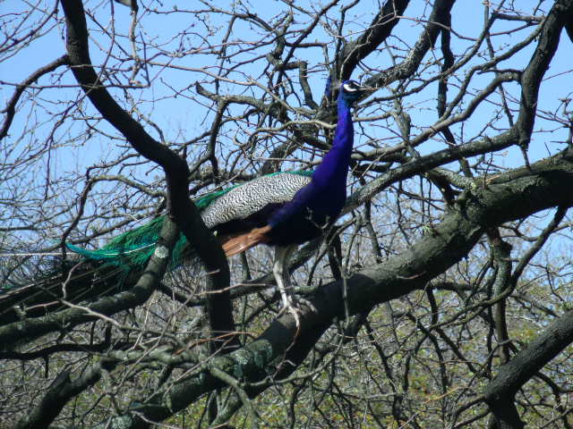 Indian Peafowl
