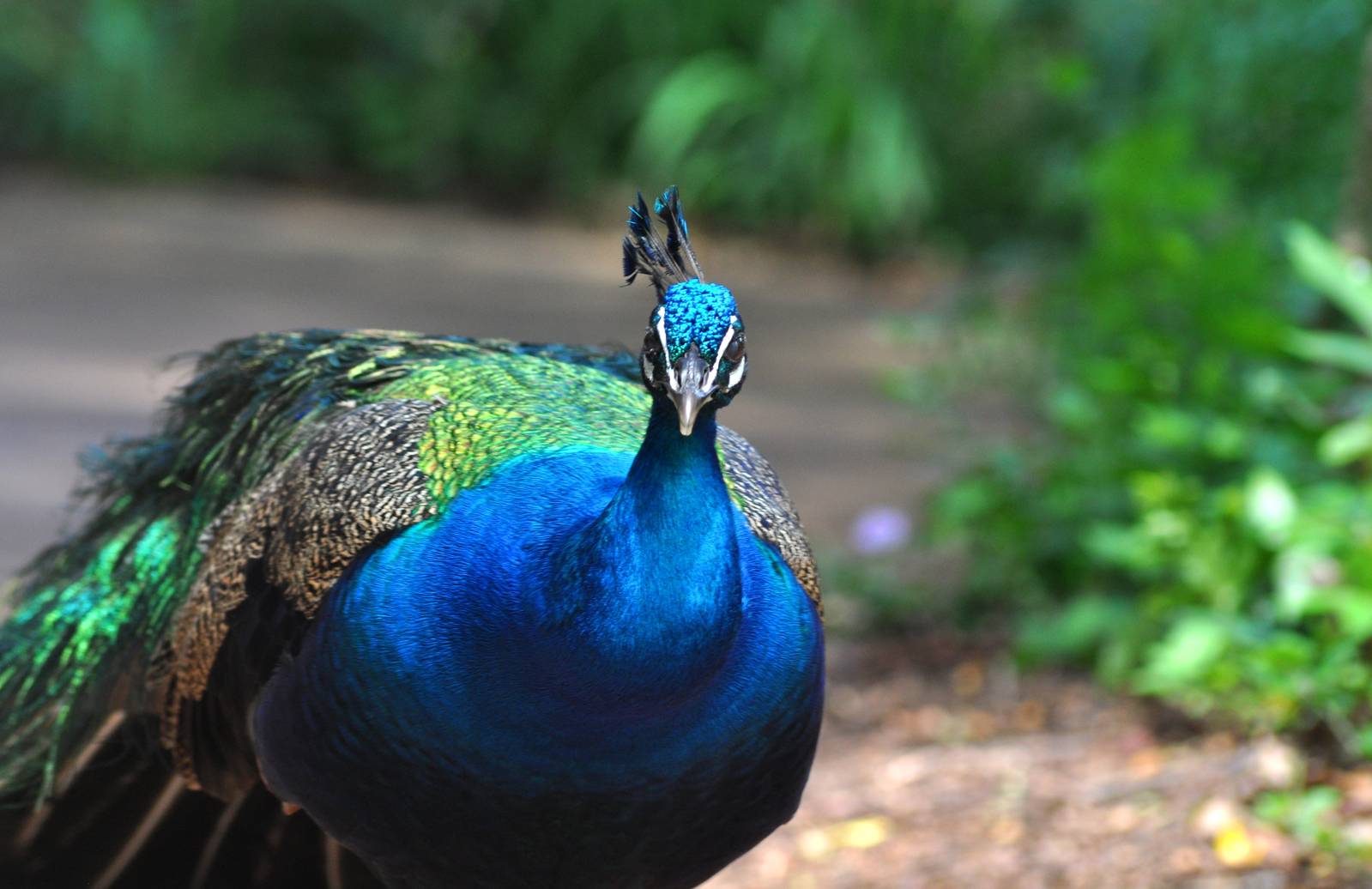 Indian Peafowl