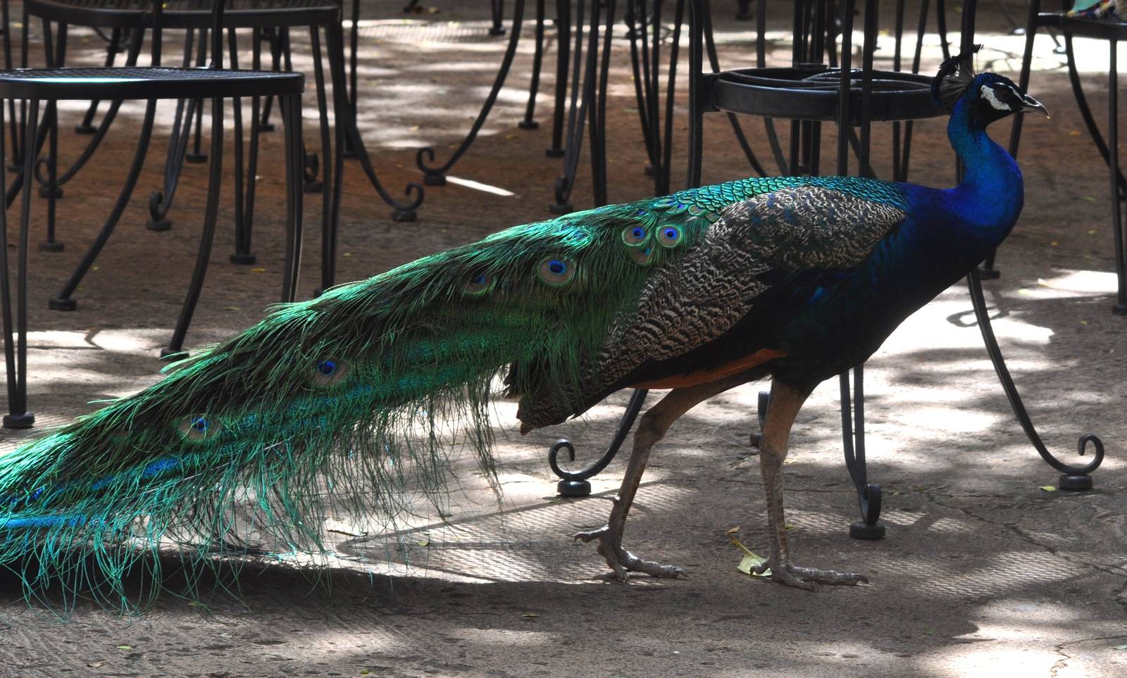 Indian Peafowl