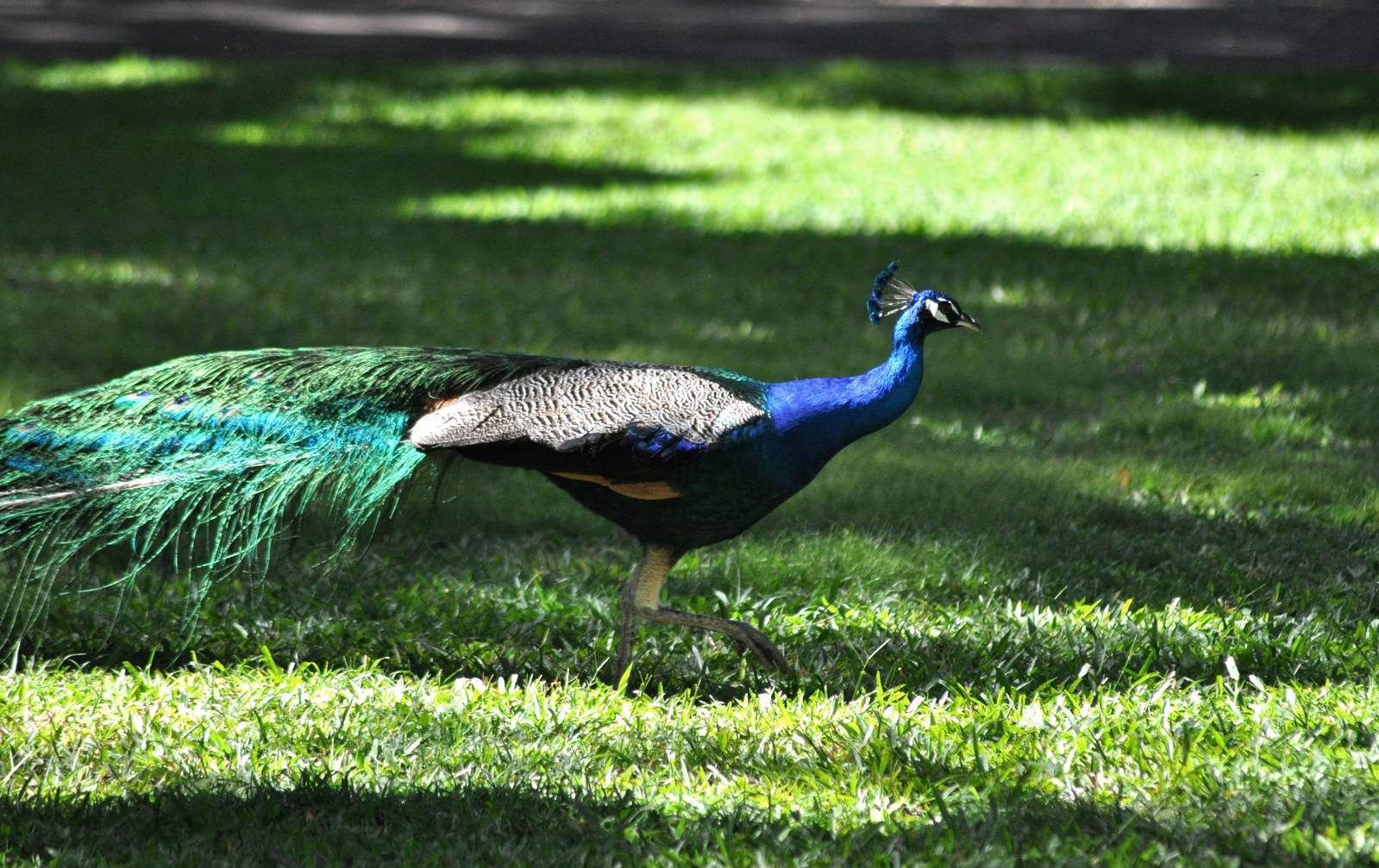 Indian Peafowl