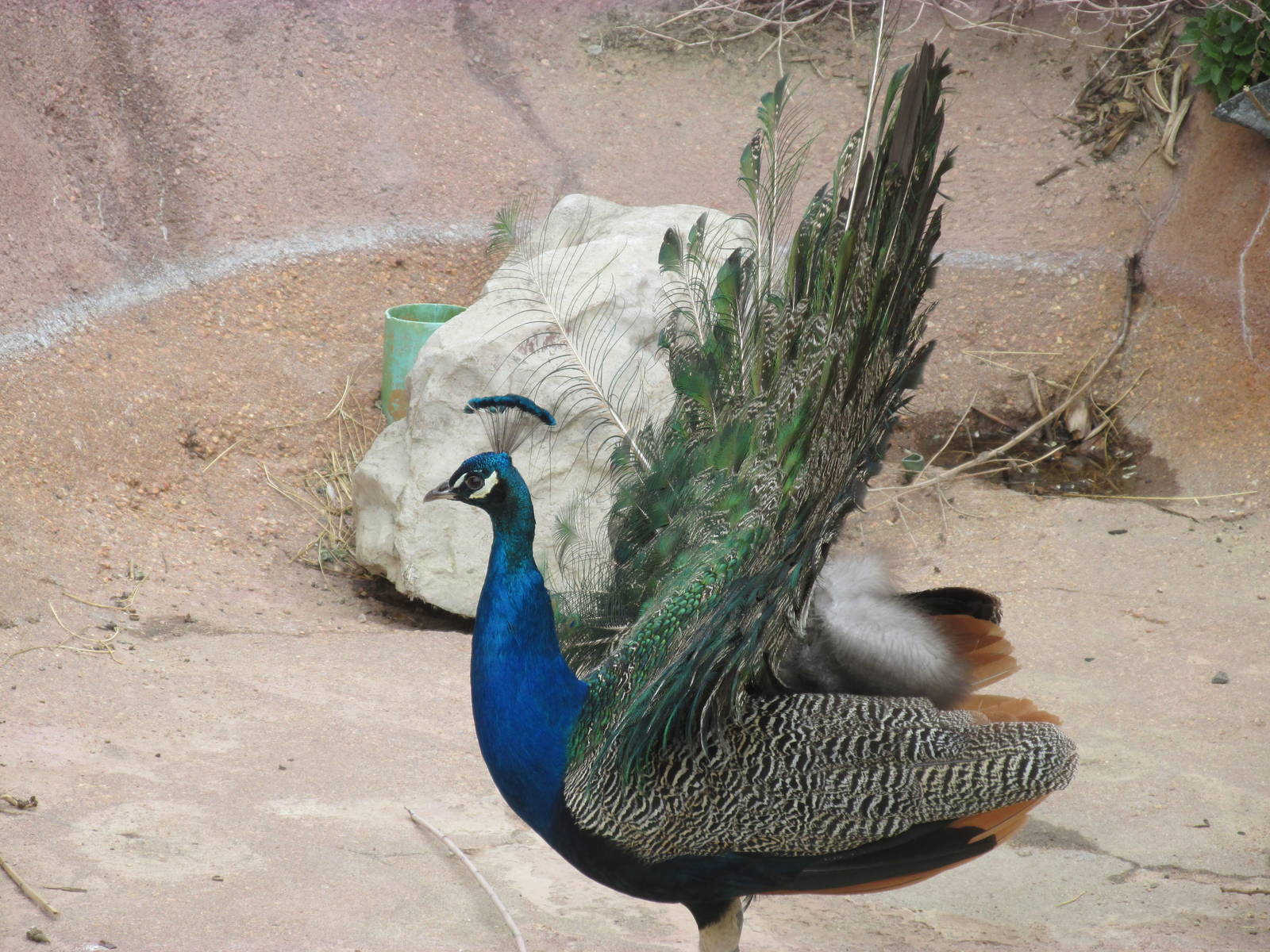Indian Peafowl