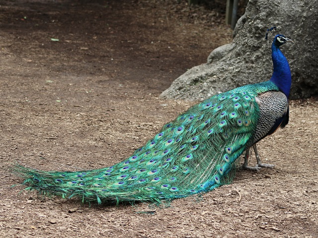 Indian Peafowl