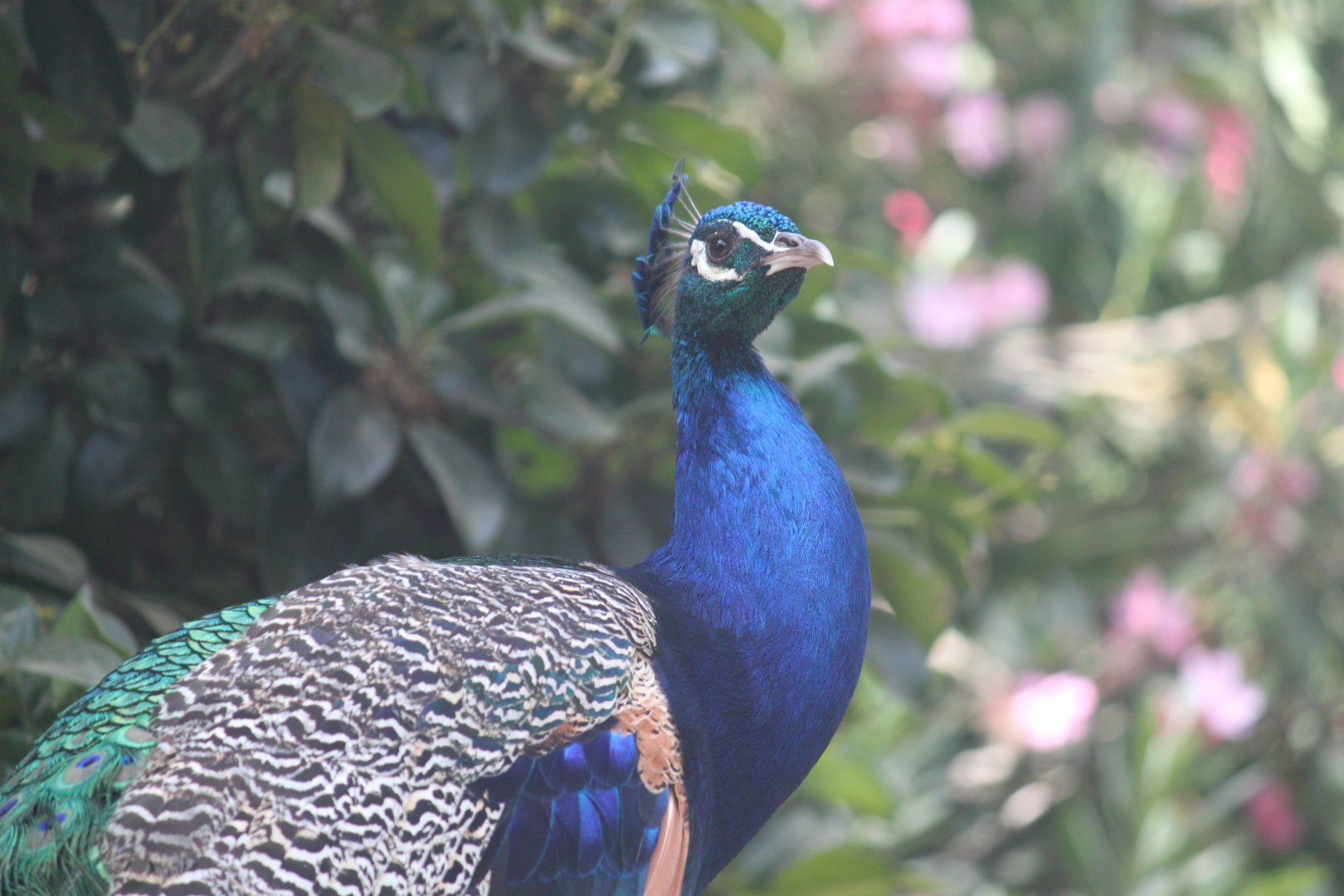 Indian peafowl