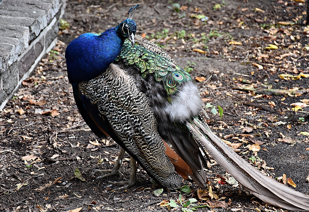 Indian peafowl