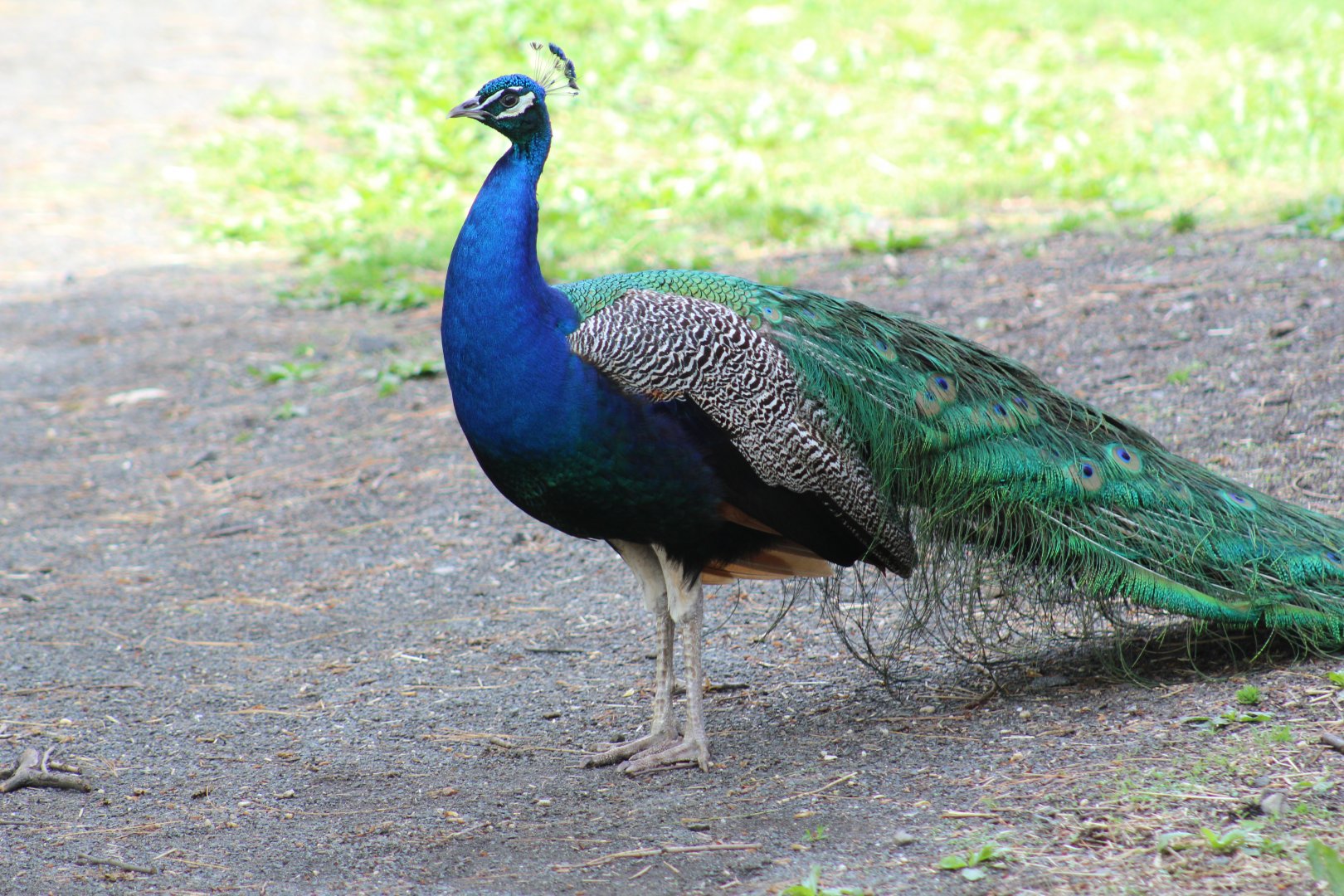 Indian Peafowl