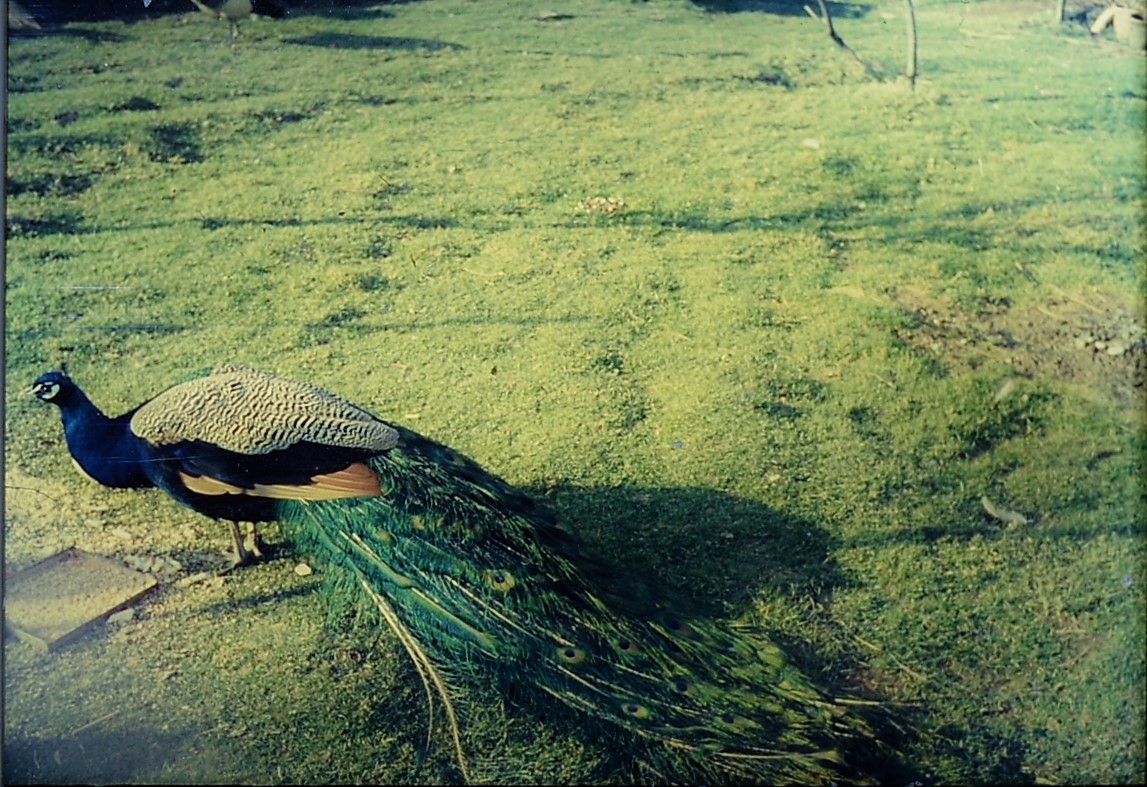 Indian peafowl