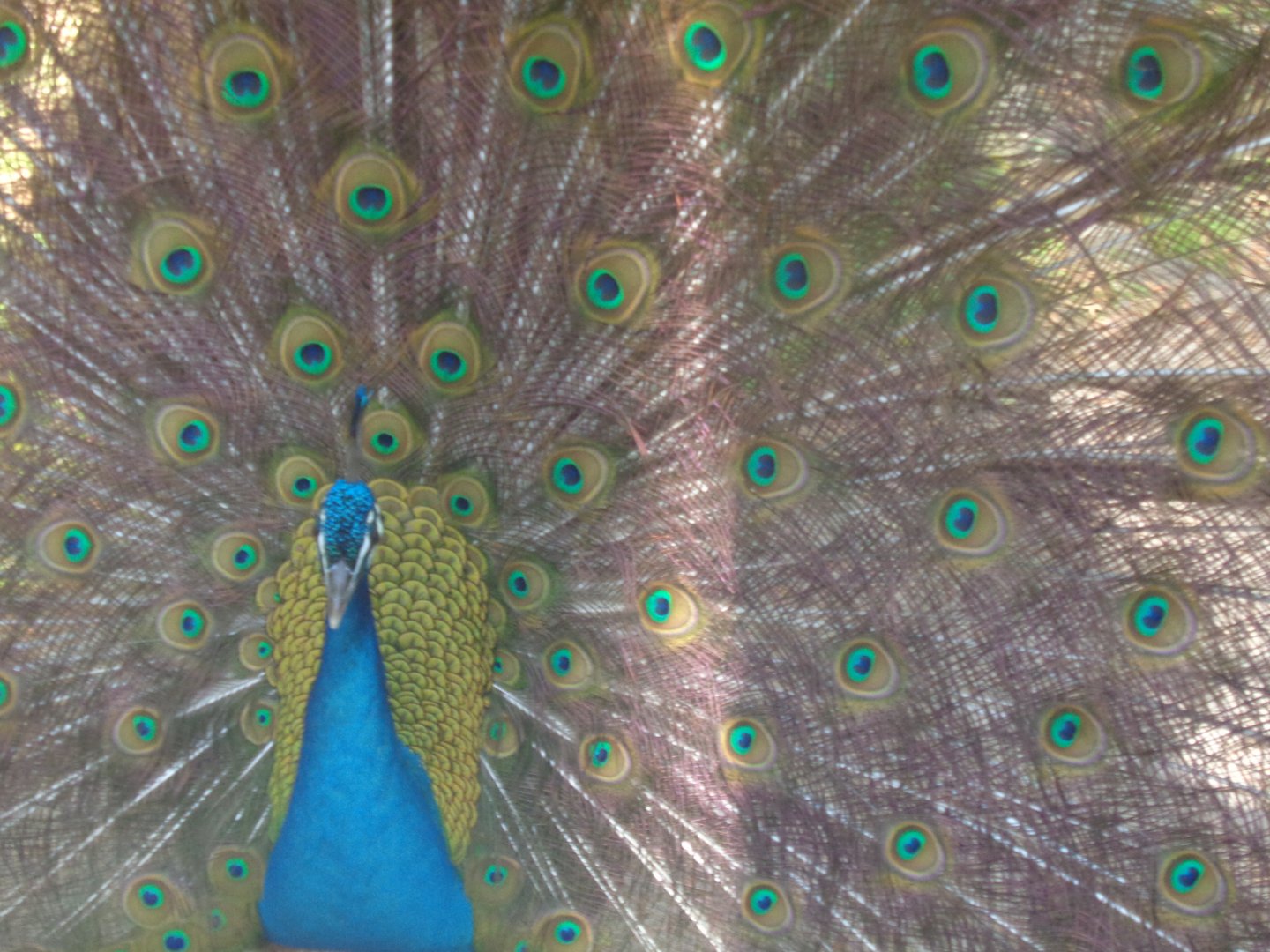 Indian peafowl