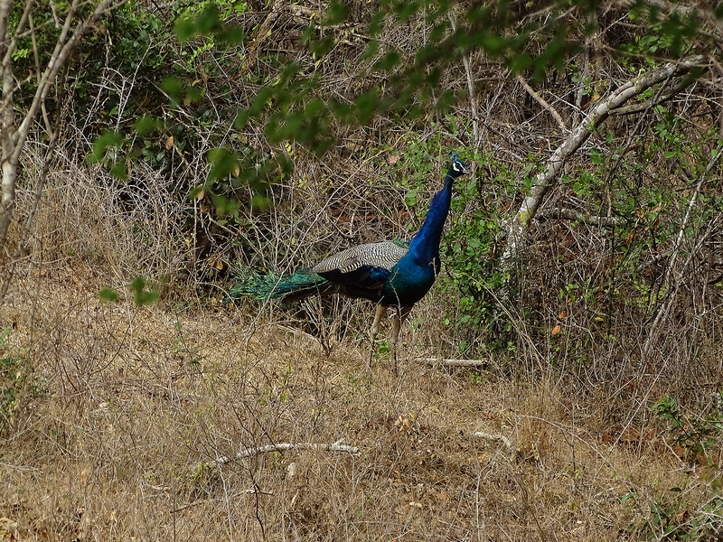Indian peafowl