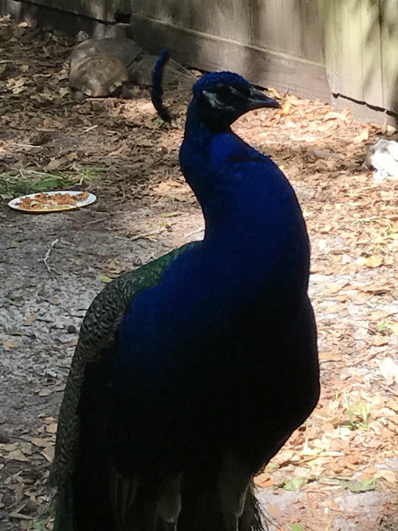 Indian peafowl