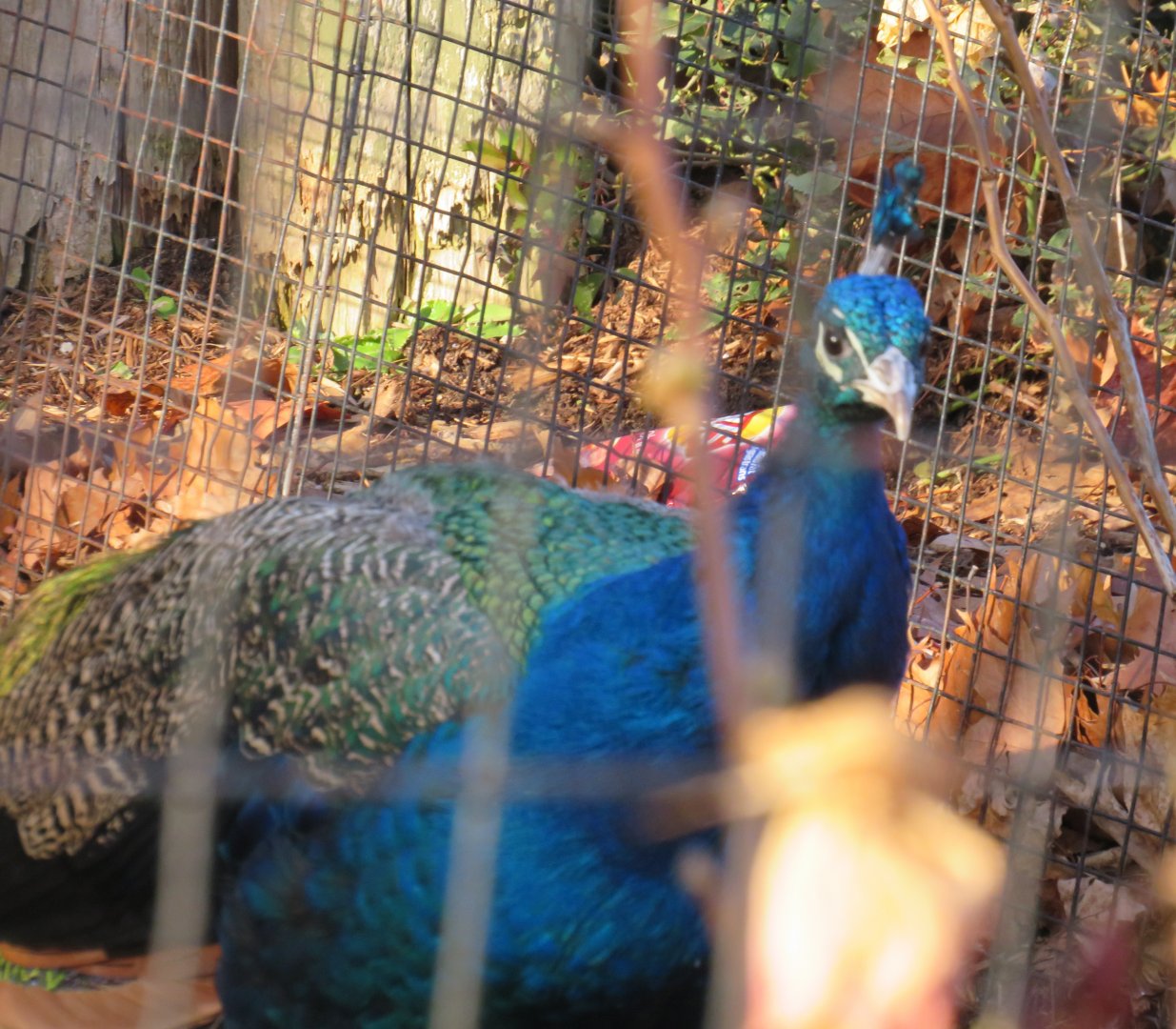 Indian peafowl