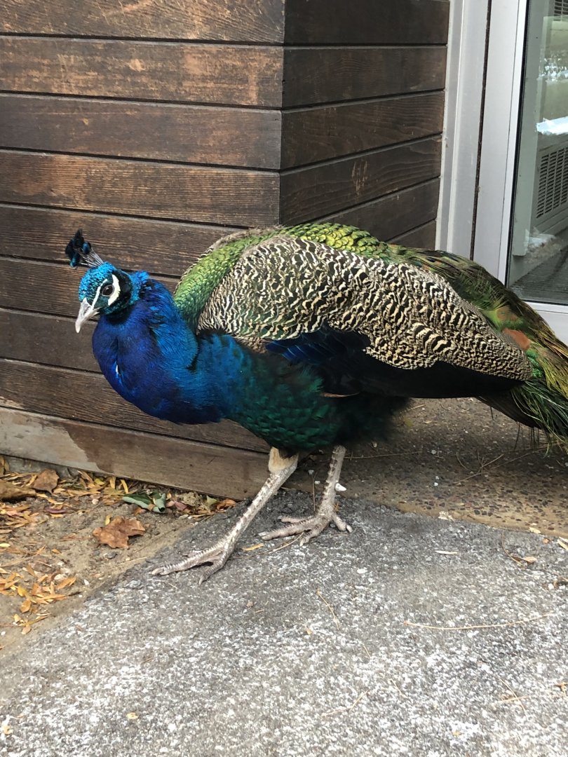 Indian Peafowl
