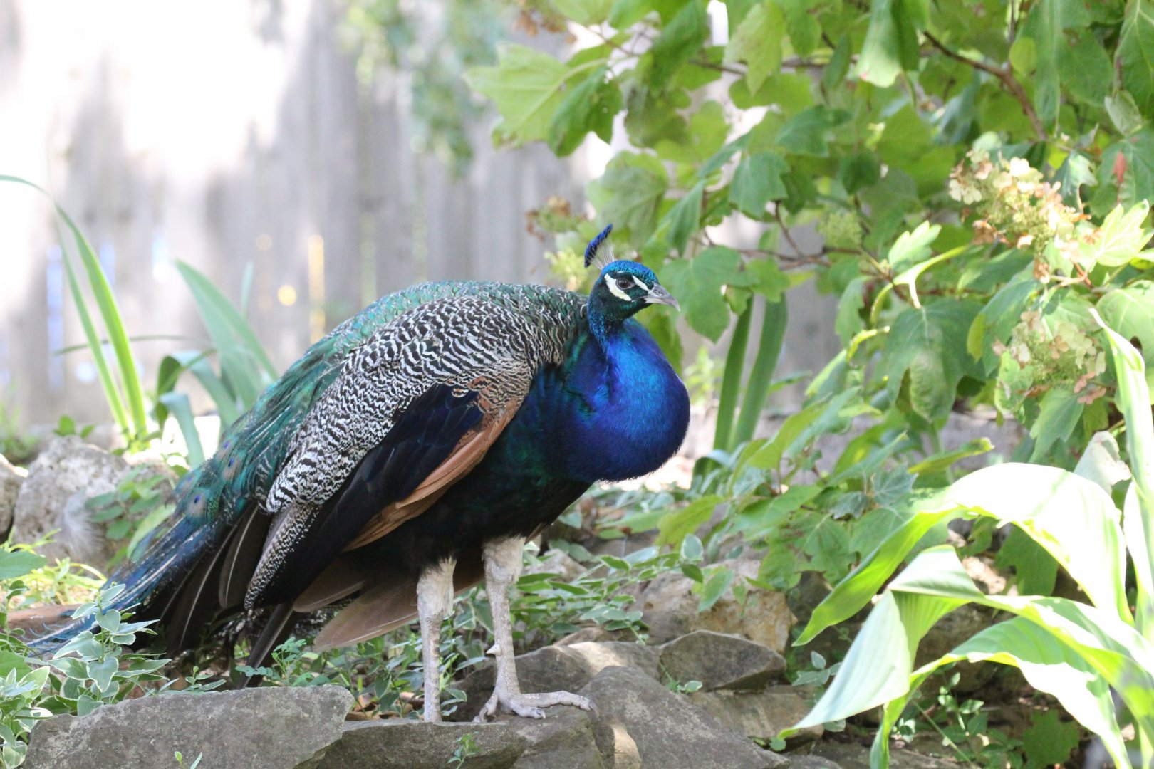 Indian Peafowl