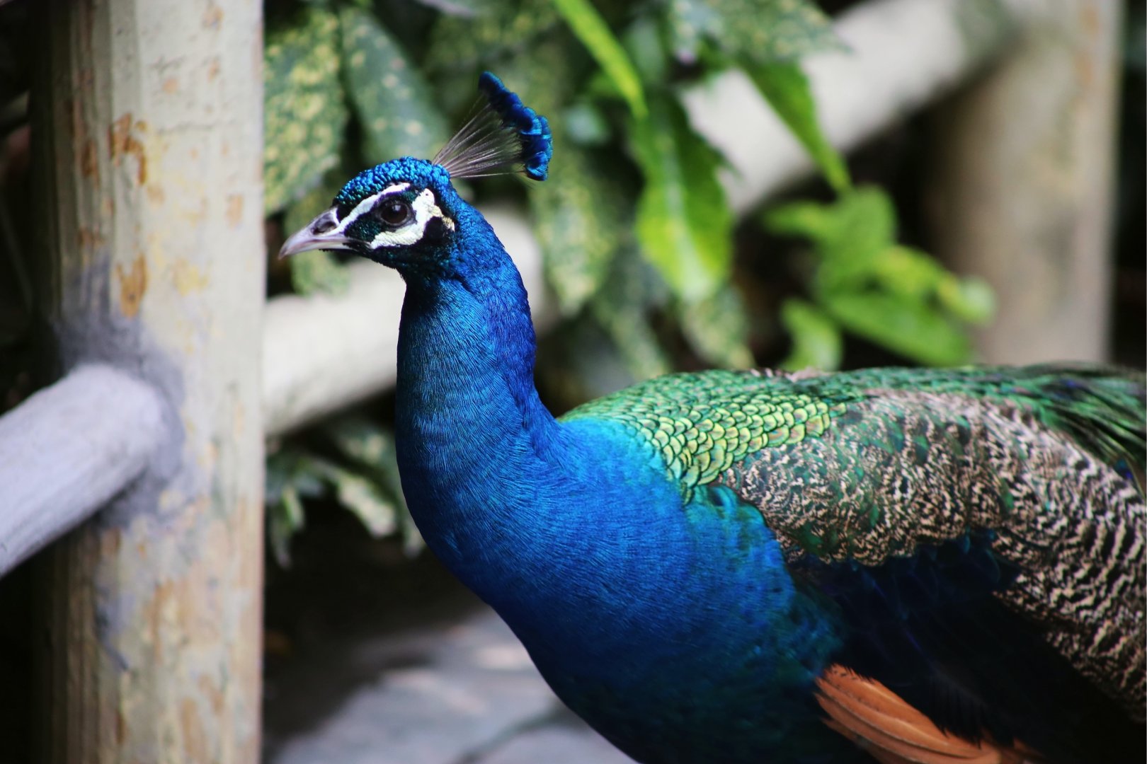 Indian Peafowl