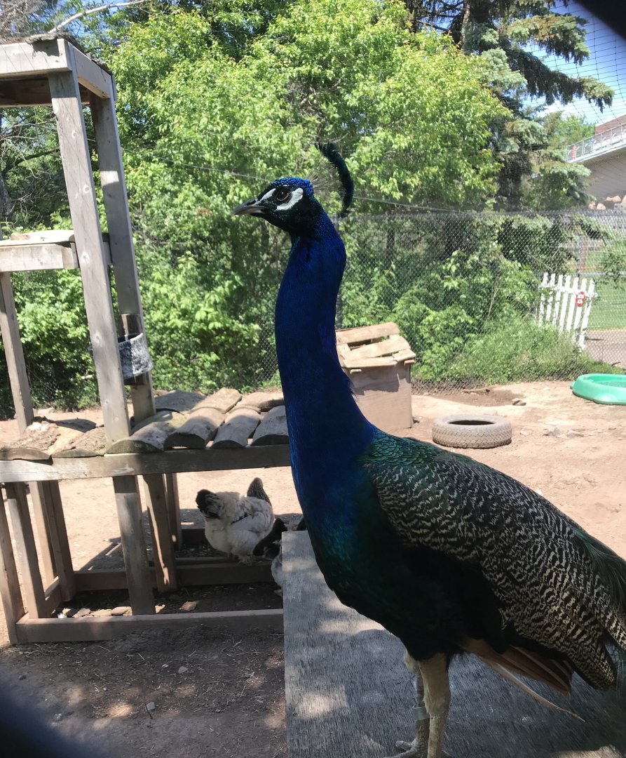 Indian peafowl