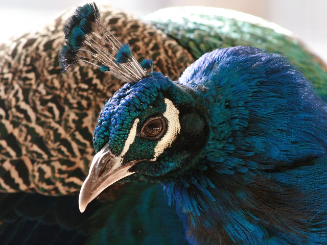 Indian Peafowl