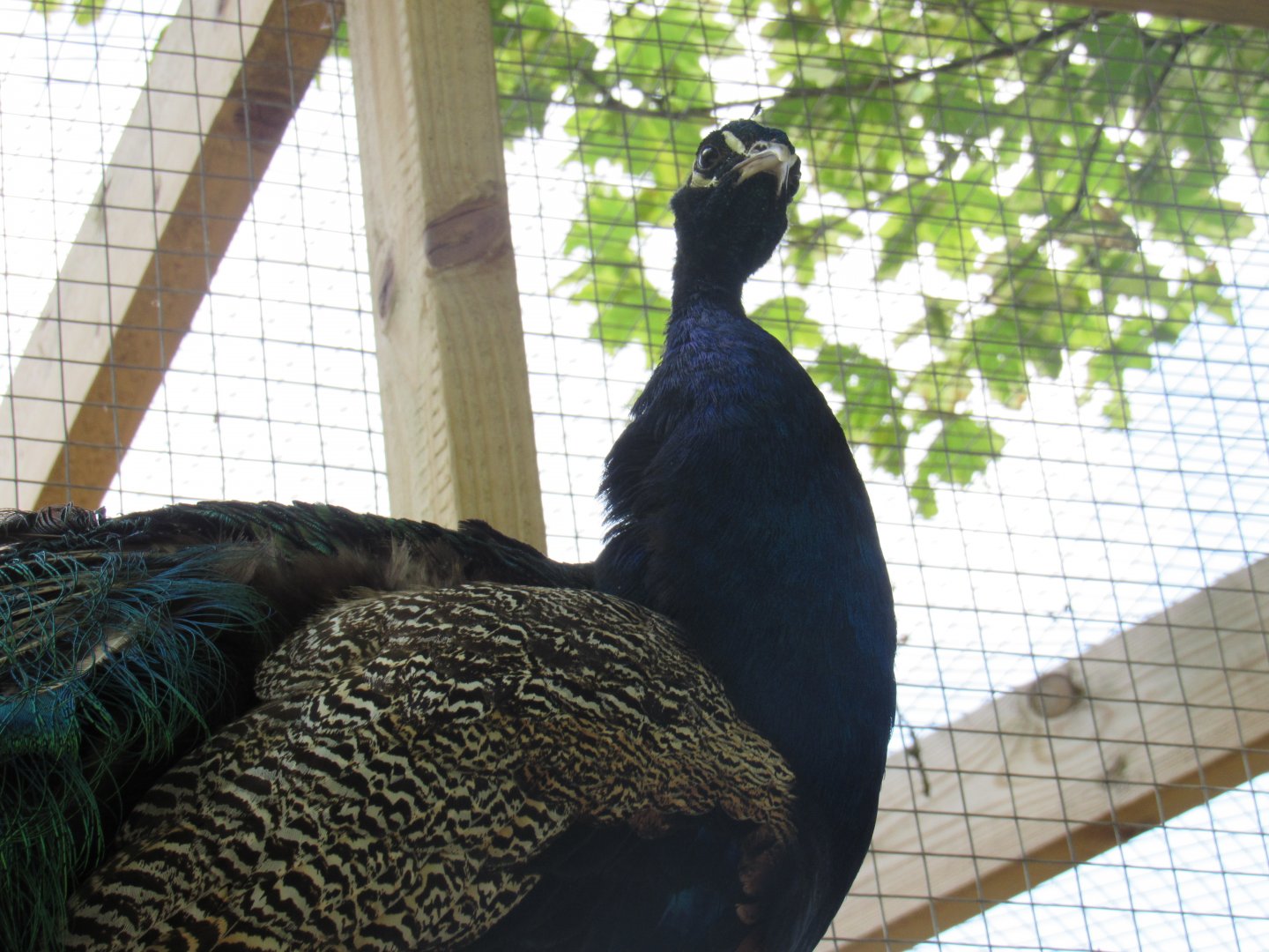 Indian Peafowl