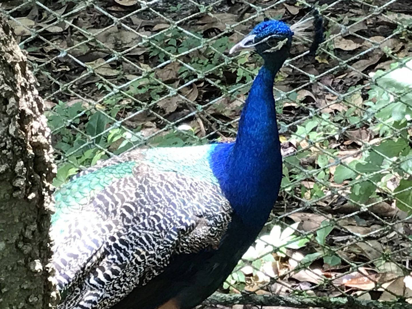 Indian peafowl