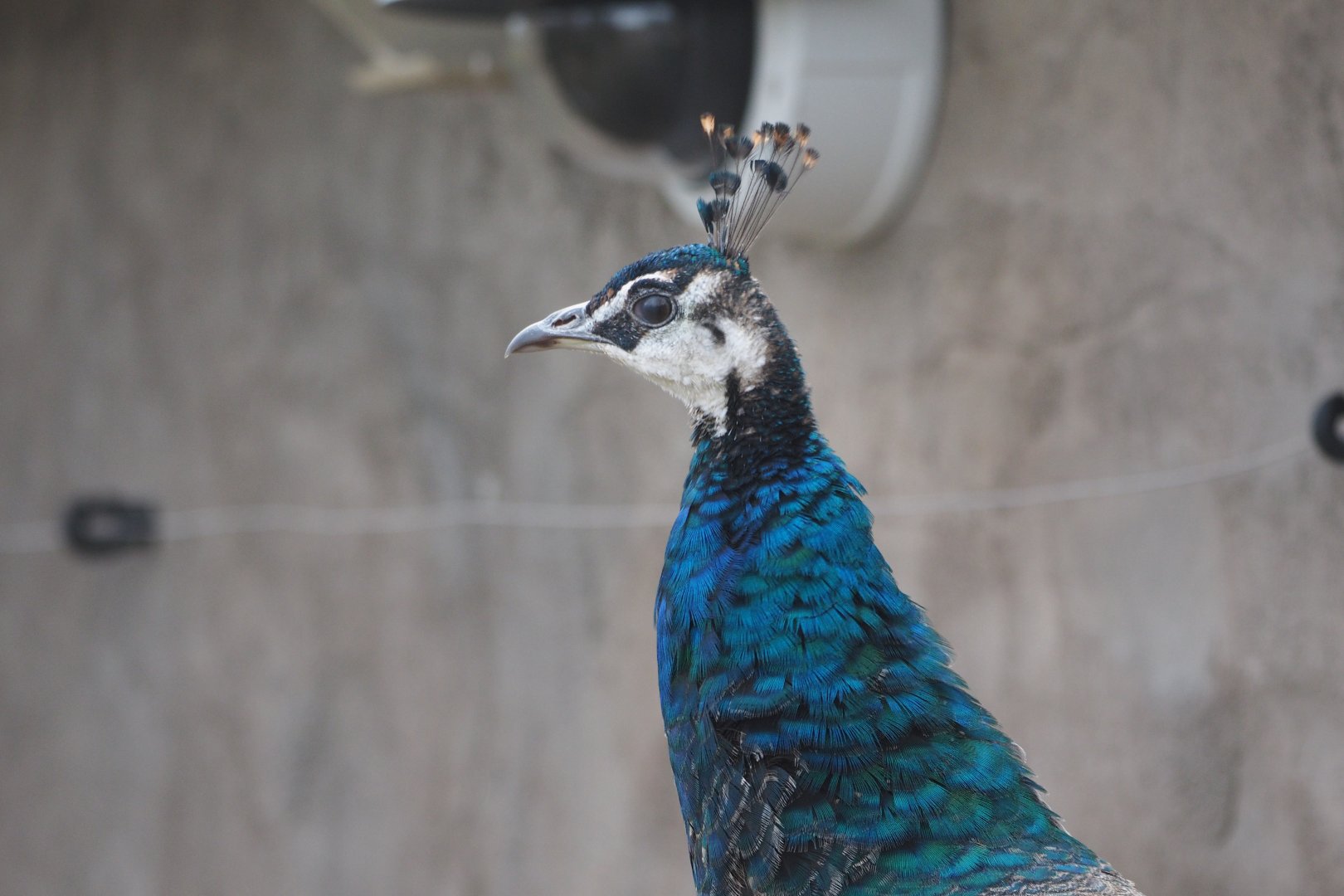 Indian peafowl