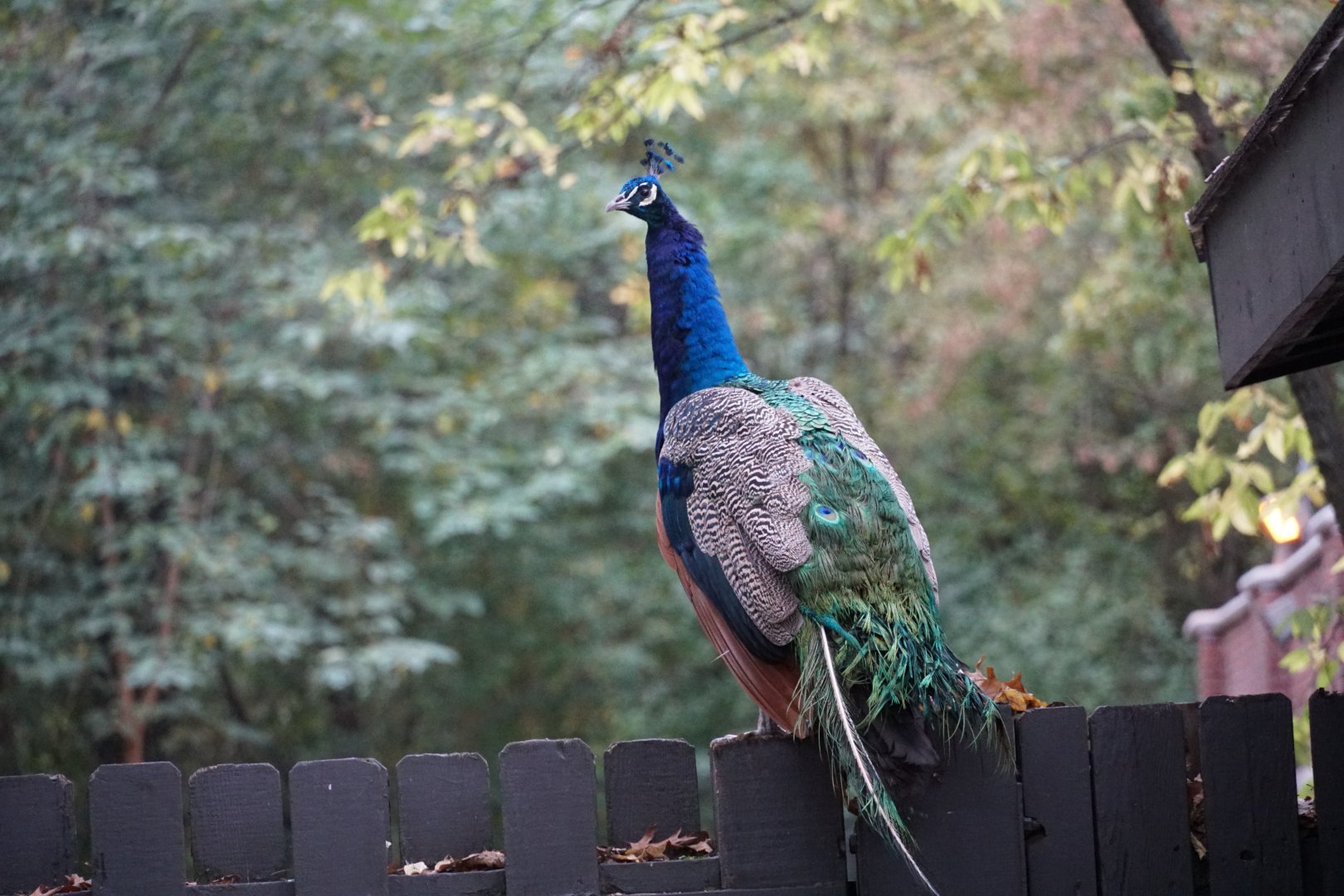Indian peafowl