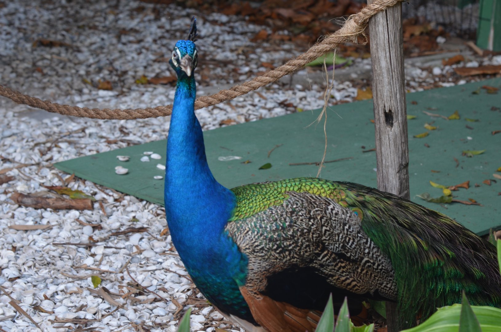 Indian Peafowl