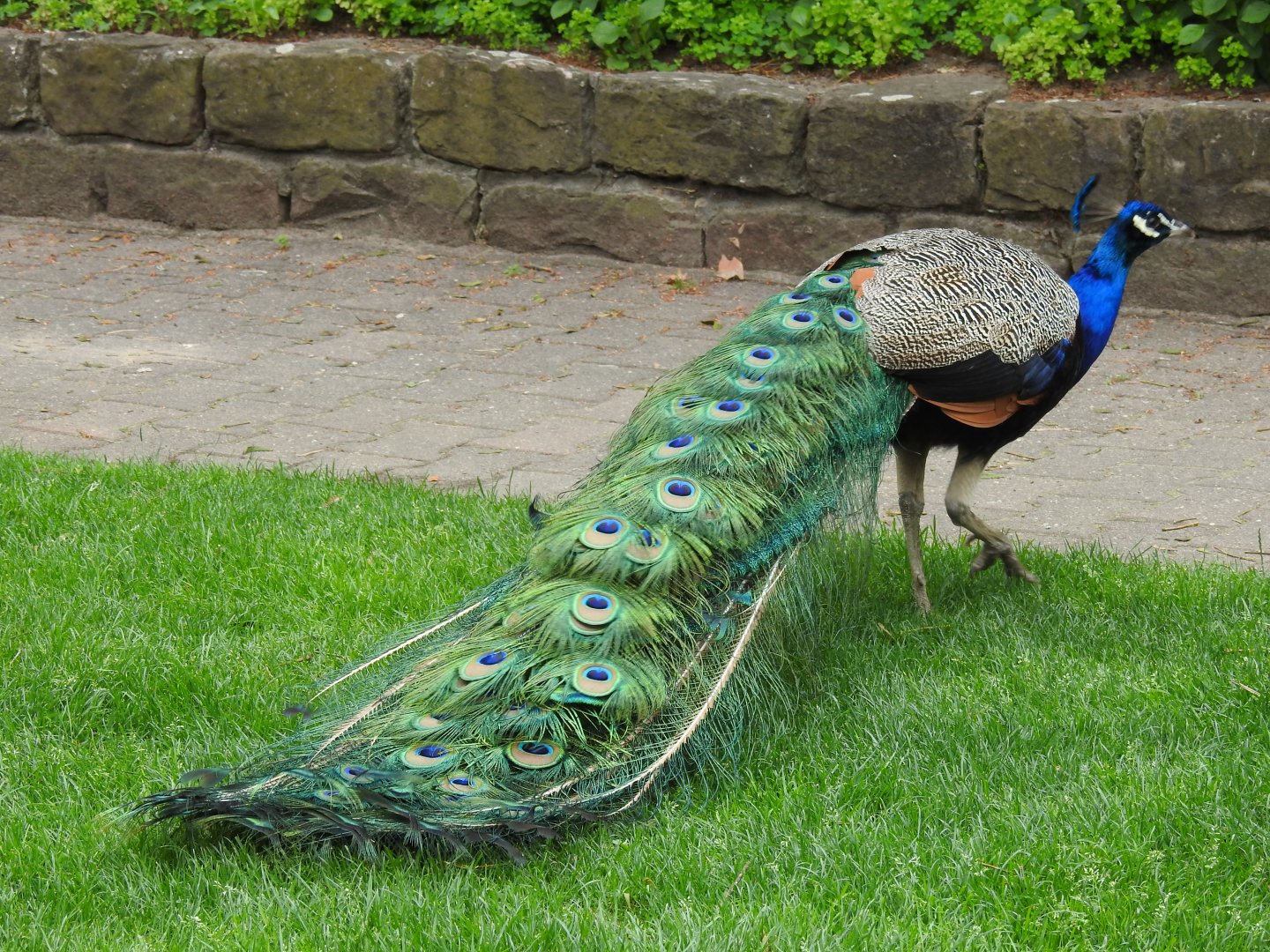 Indian peafowl