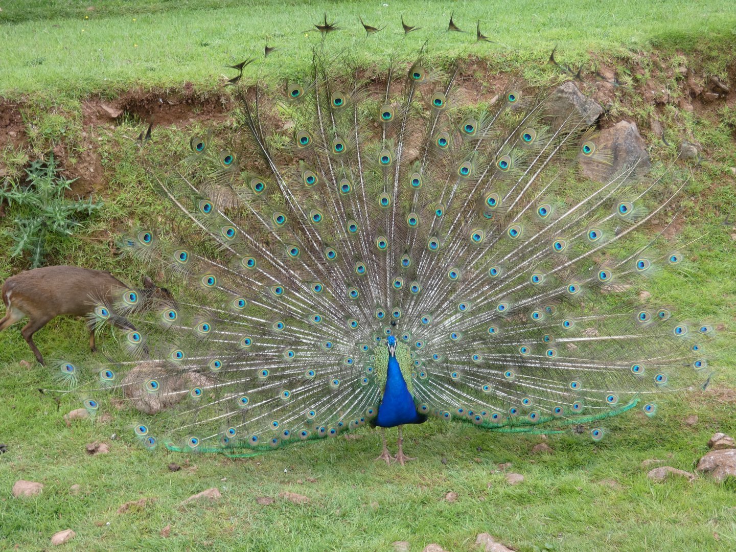 Indian peafowl
