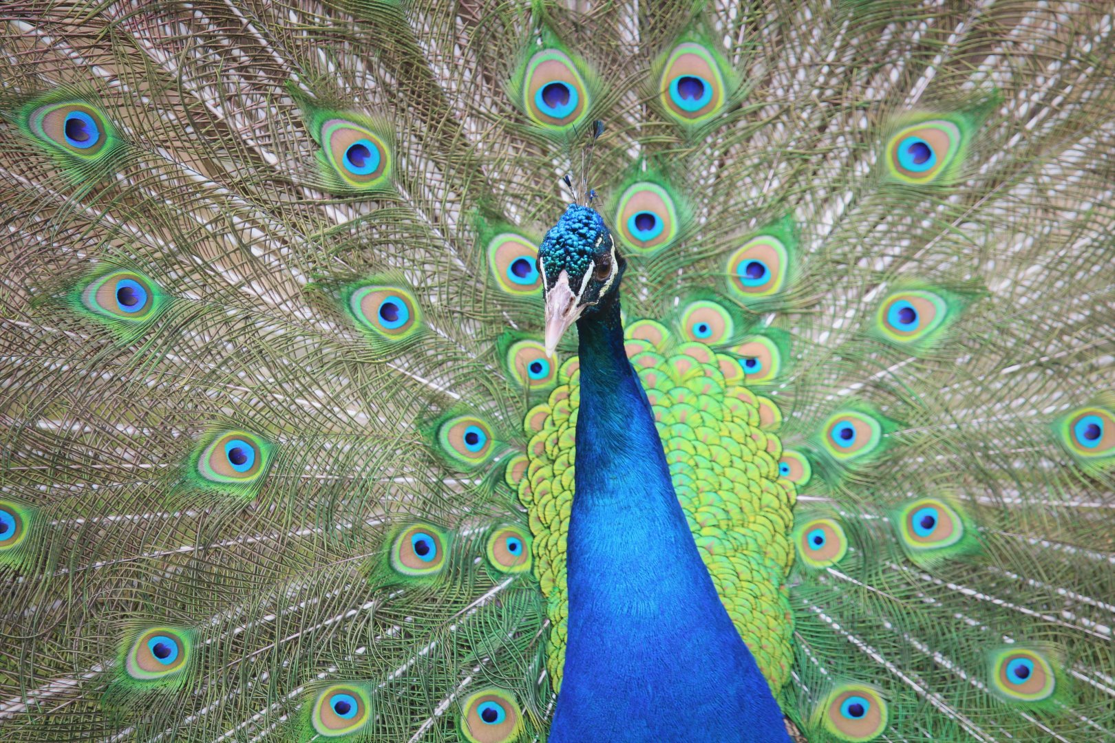 Indian Peafowl