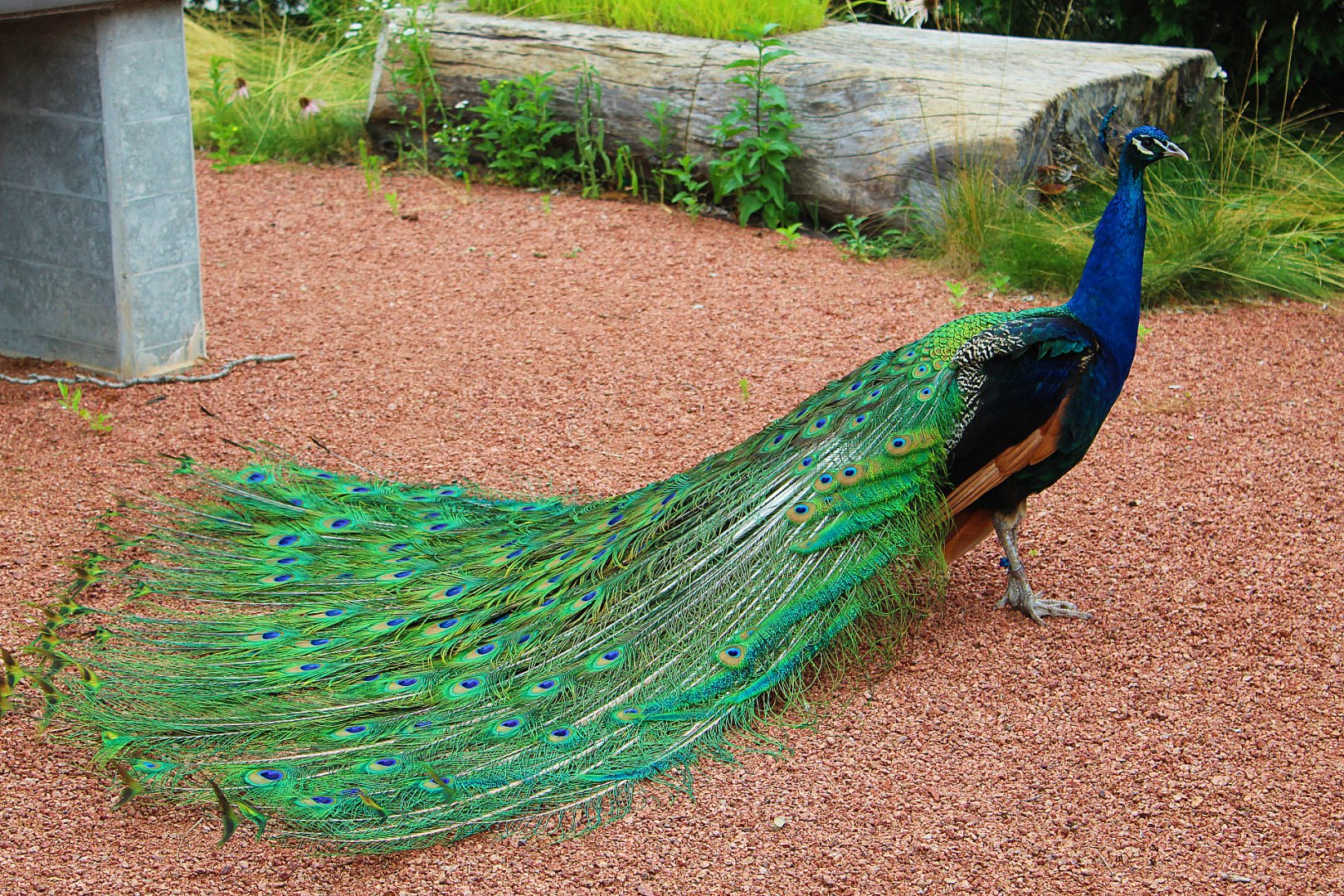 Indian Peafowl