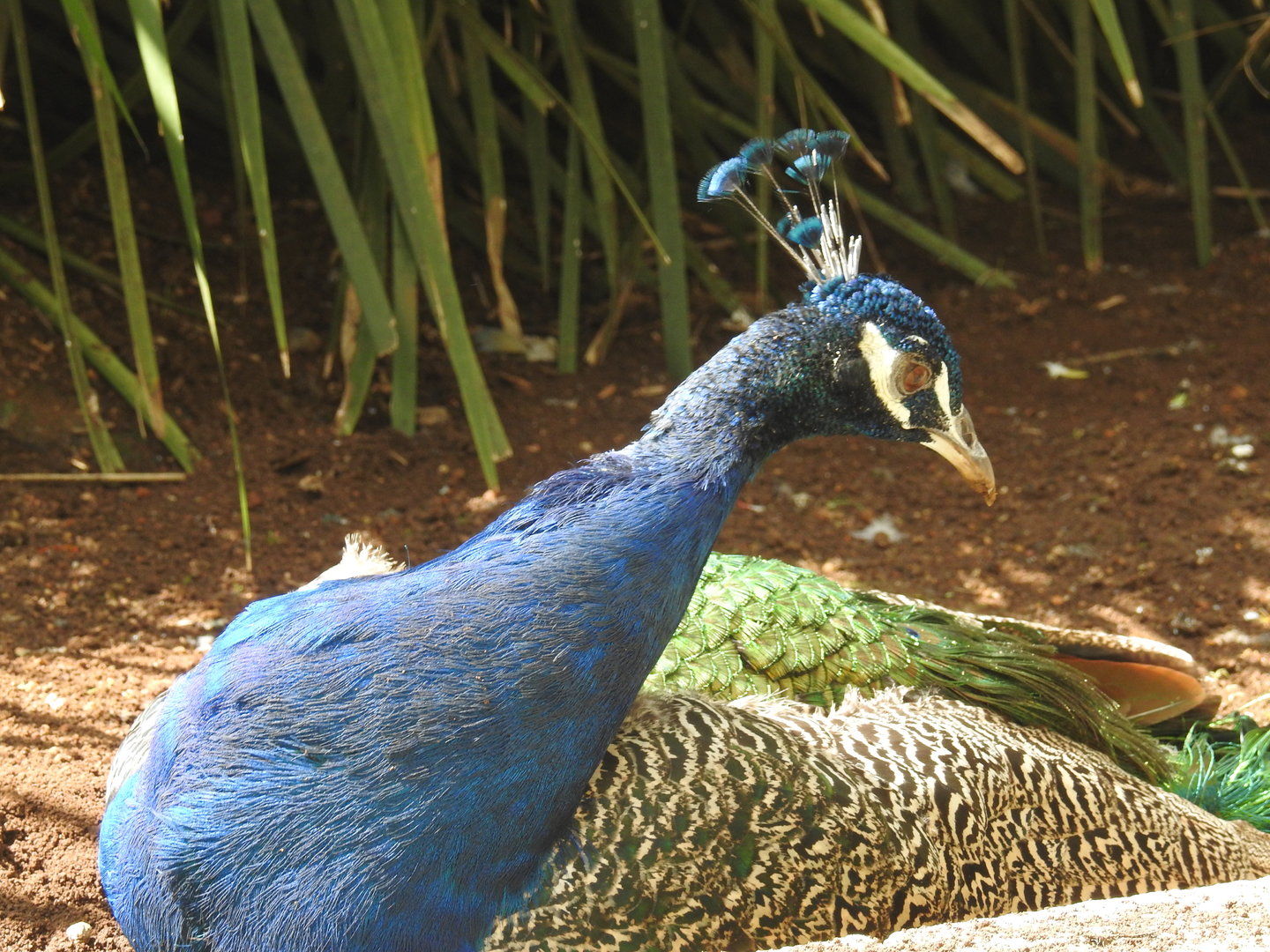 Indian Peafowl