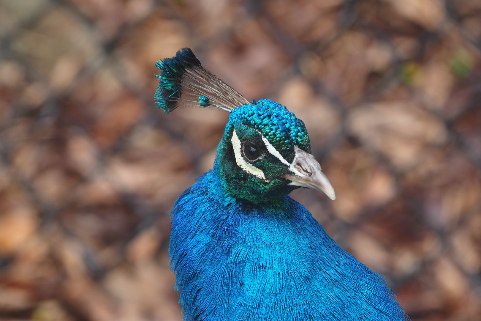 Indian Peafowl