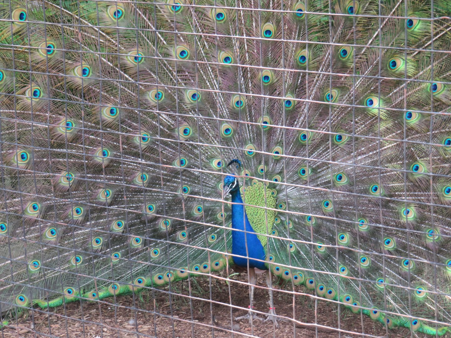 Indian peafowl