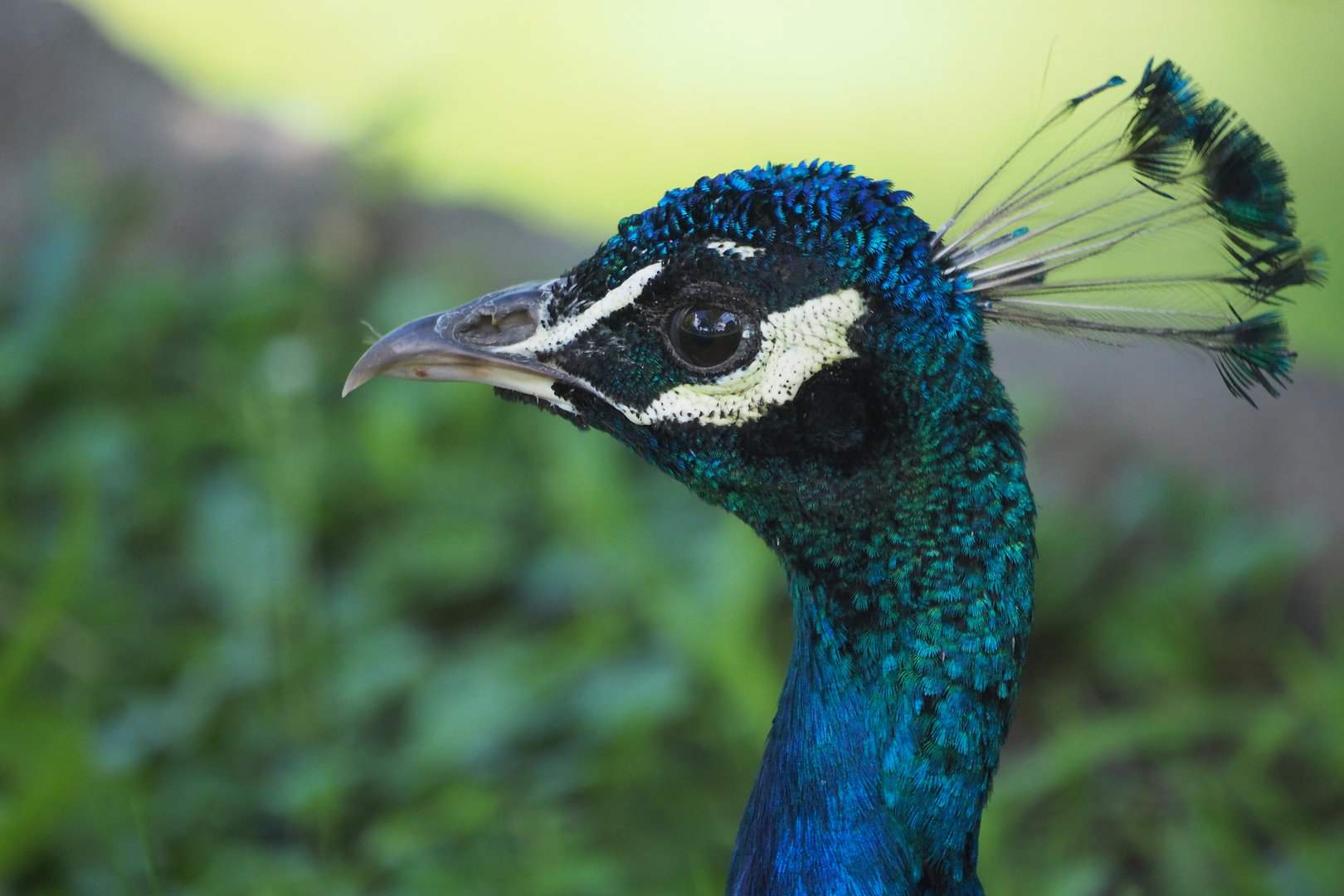 Indian Peafowl