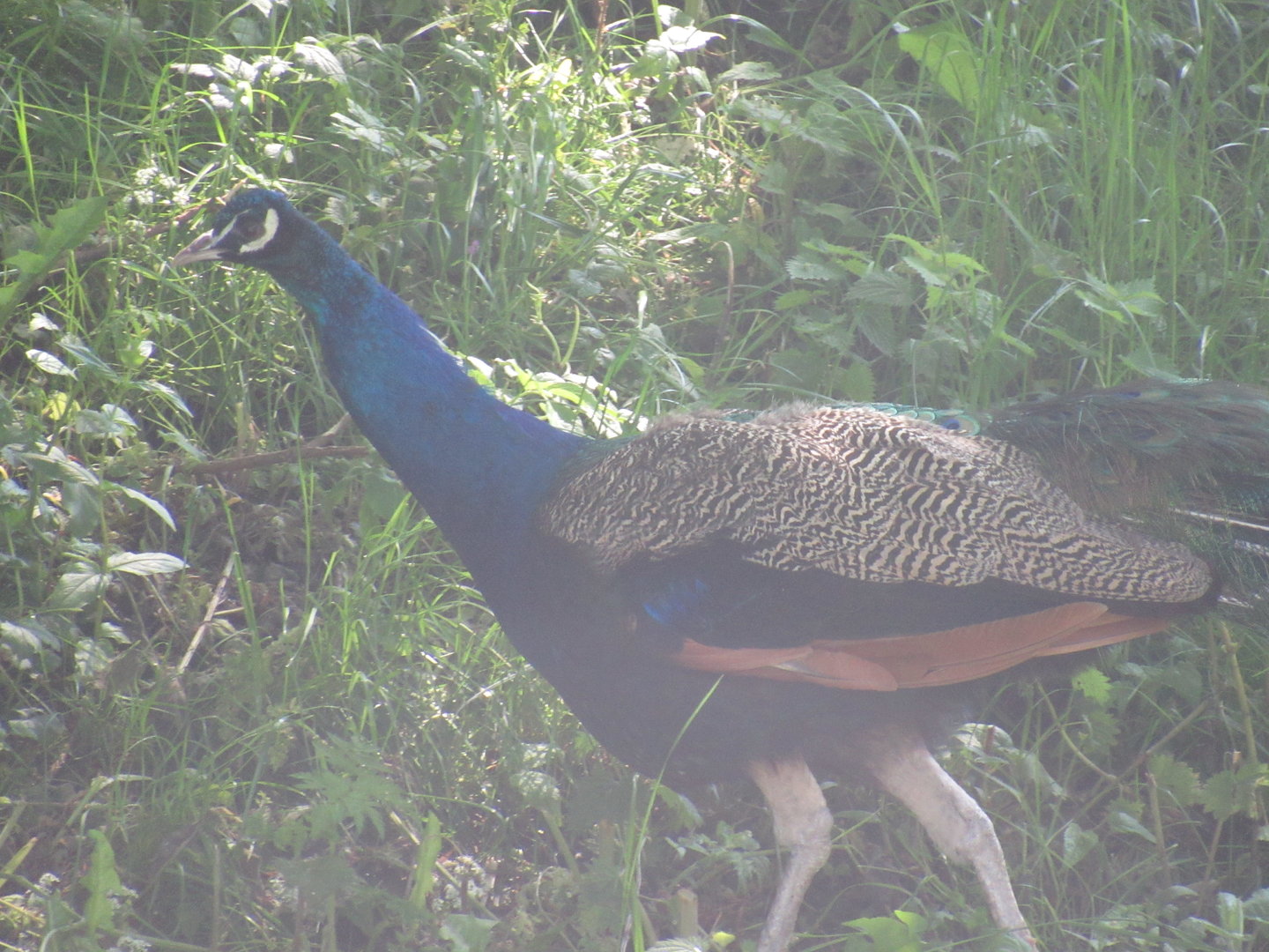 Indian Peafowl