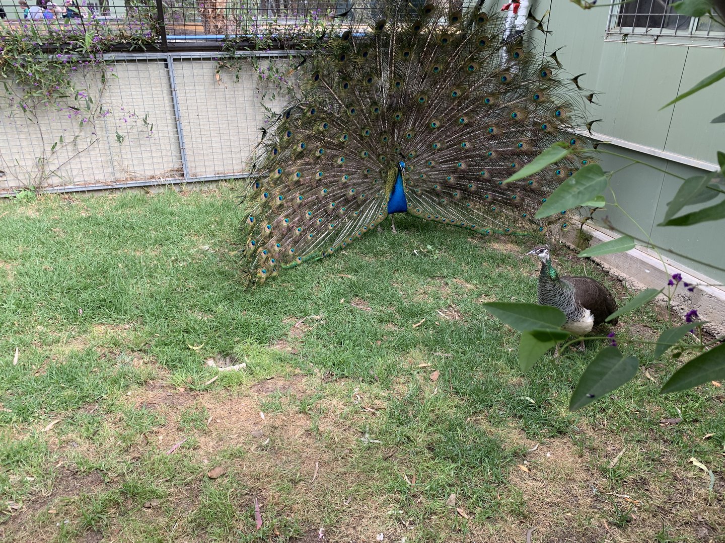 Indian Peafowl