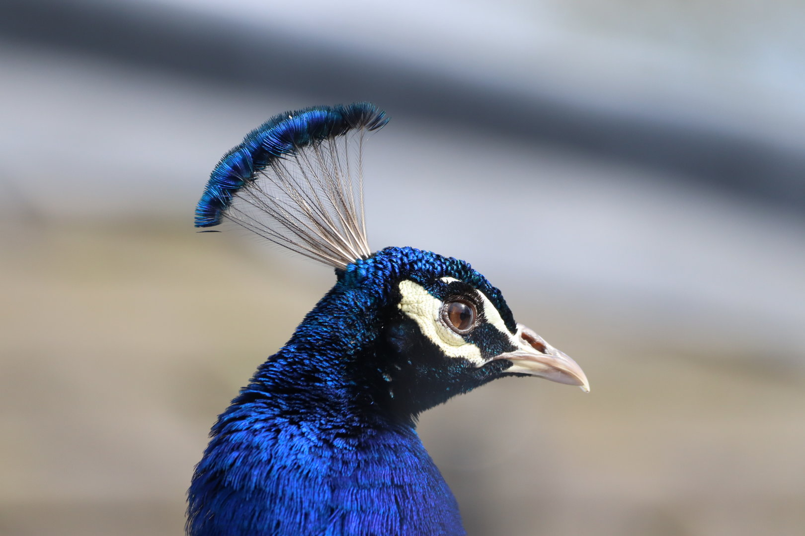 Indian Peafowl