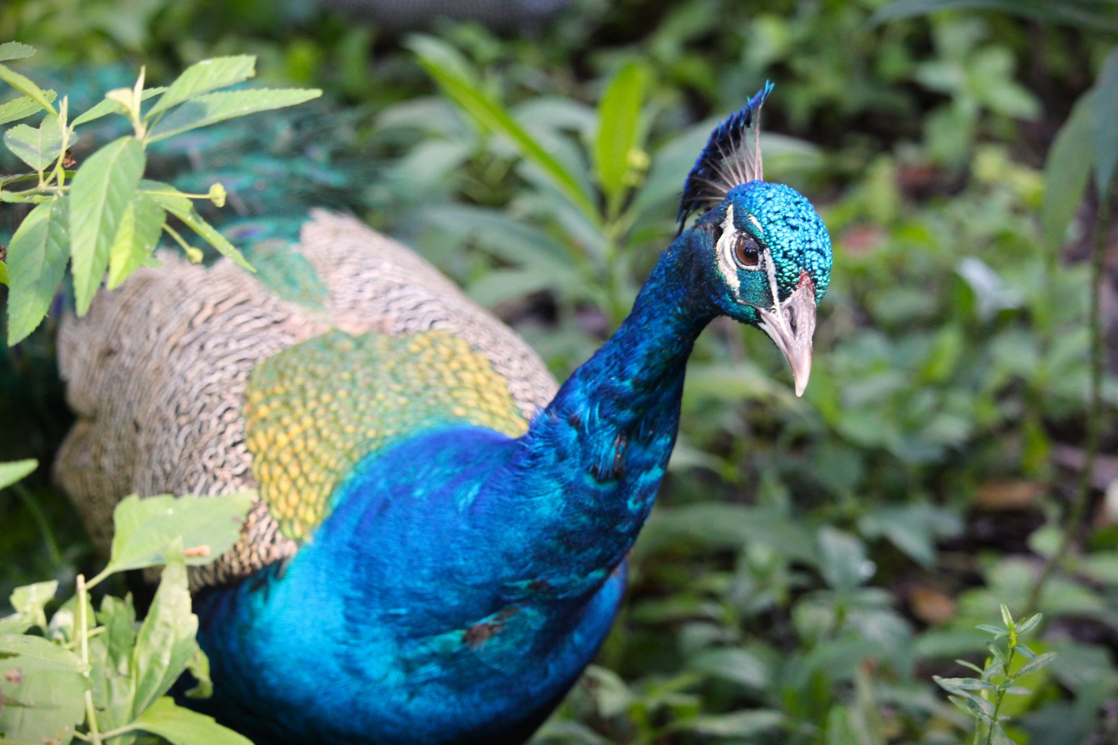 Indian Peafowl
