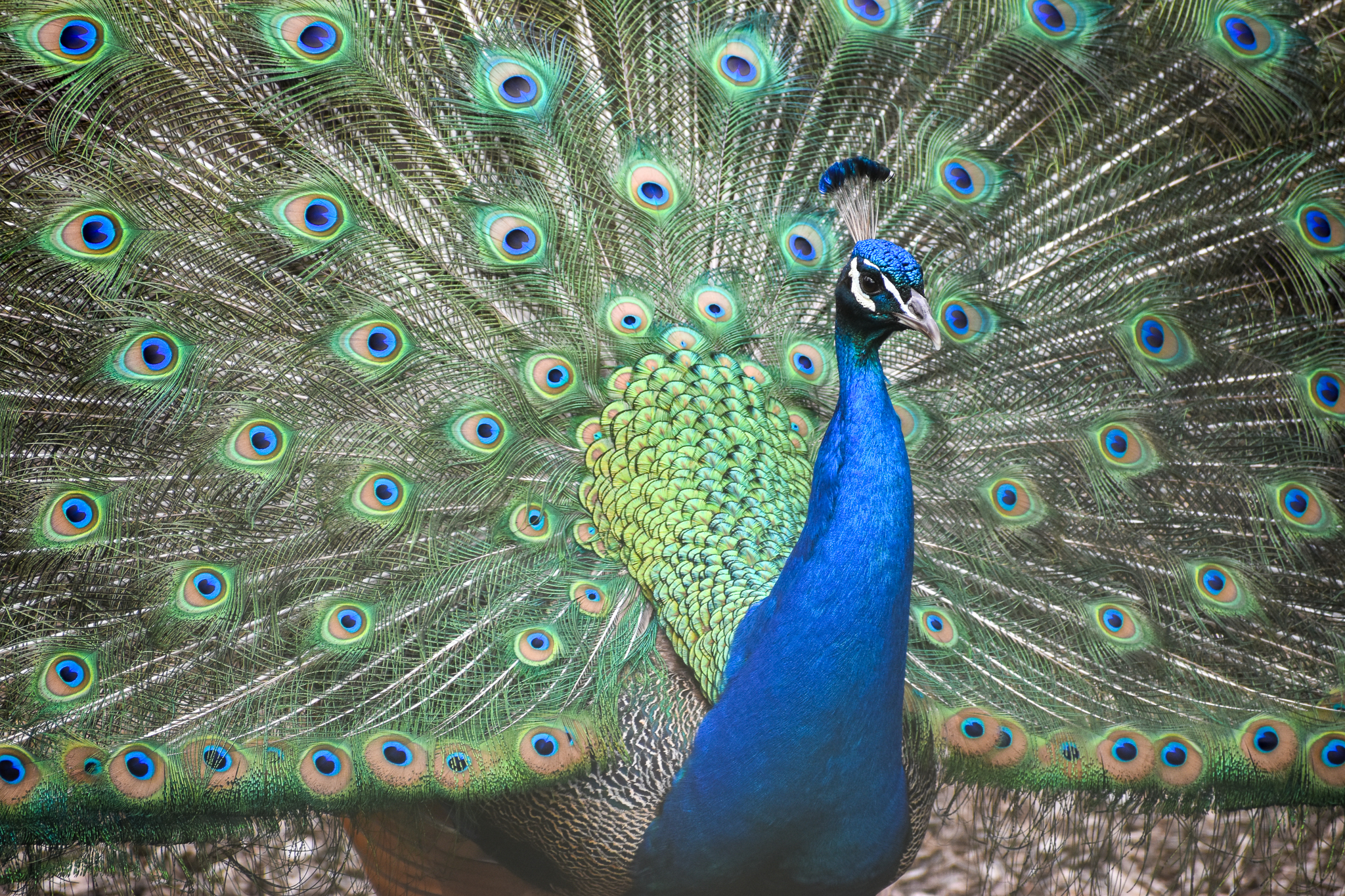 Indian Peafowl