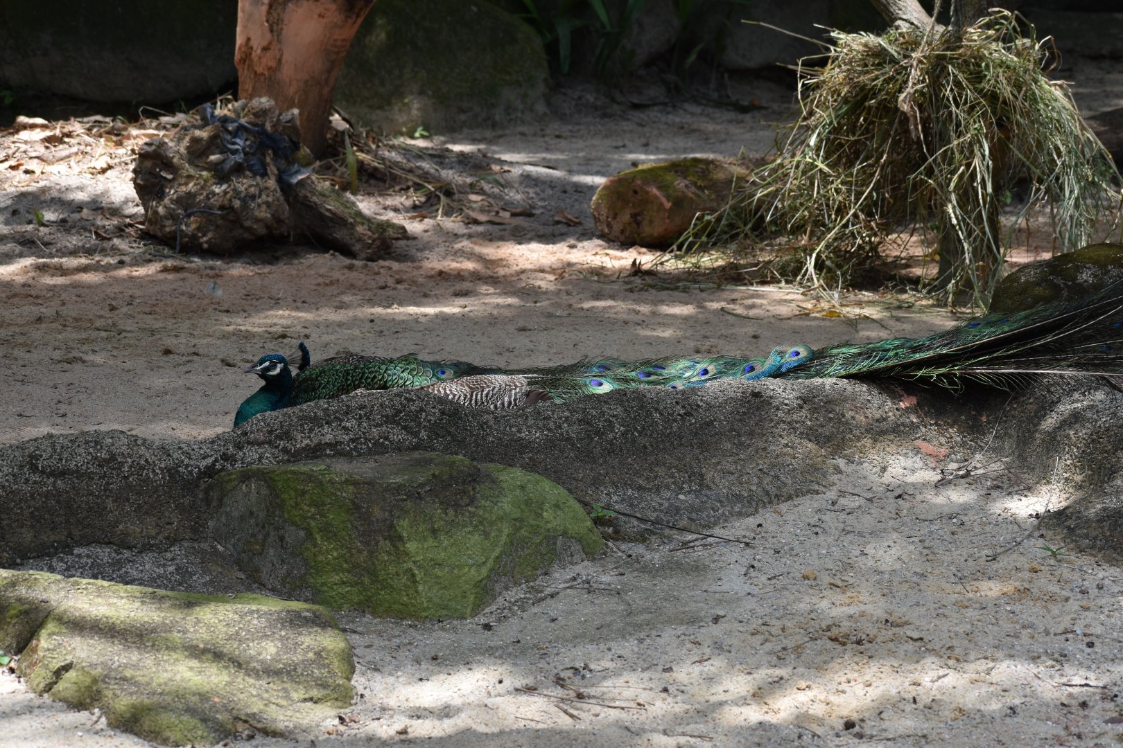 Indian Peafowl
