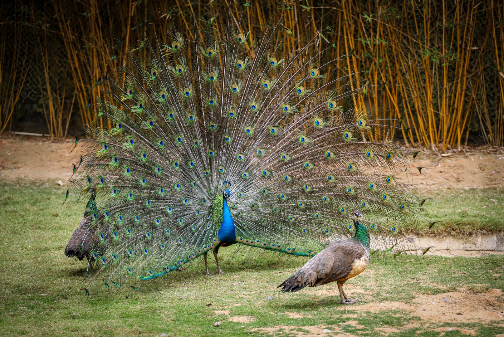 Indian peafowl
