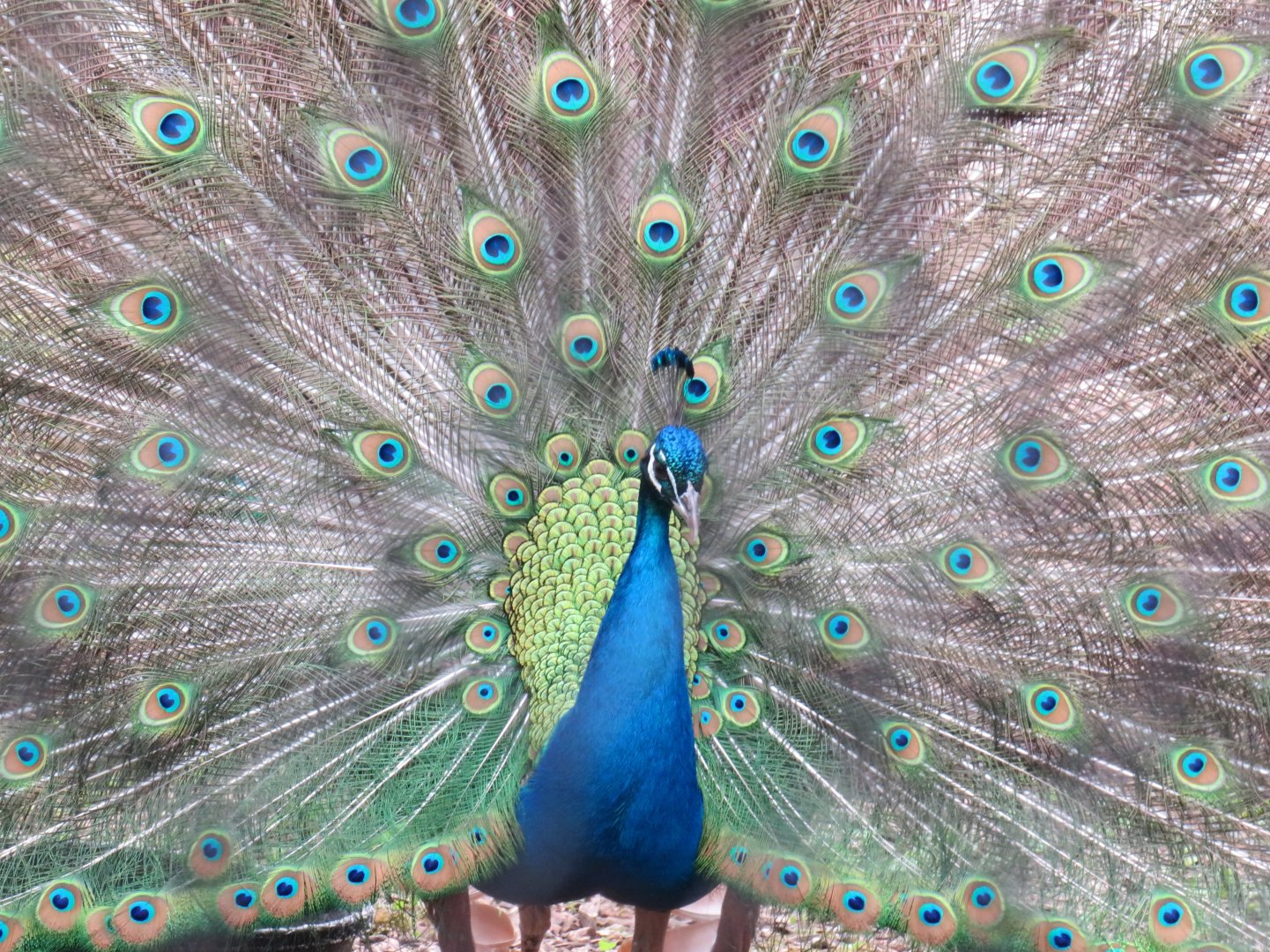 Indian peafowl
