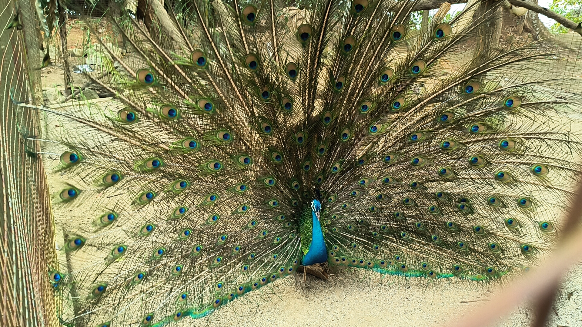 Indian Peafowl