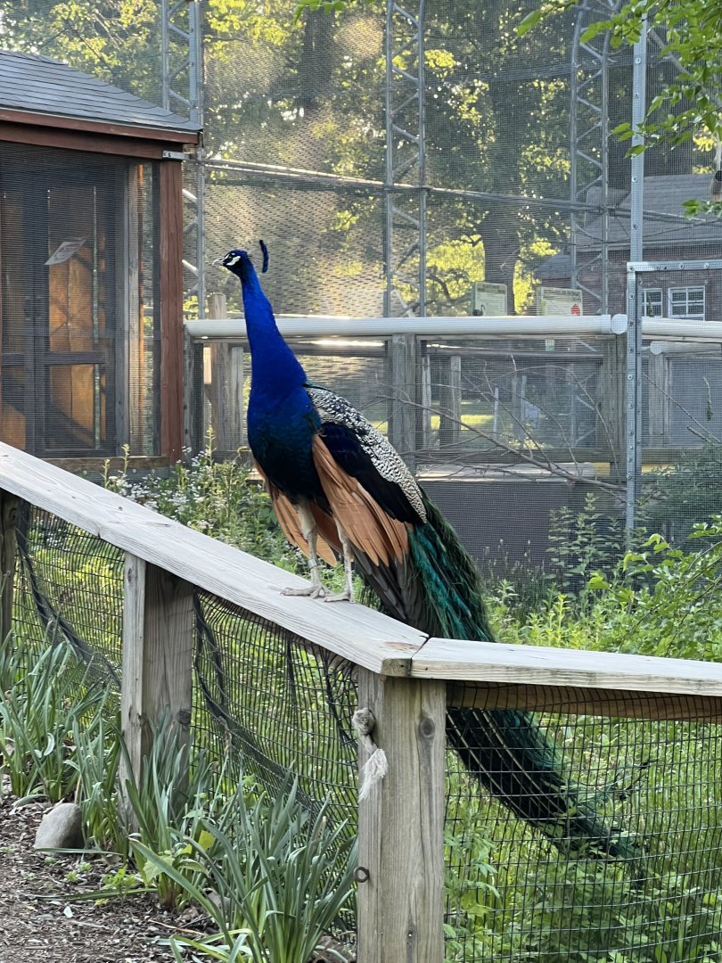 Indian Peafowl