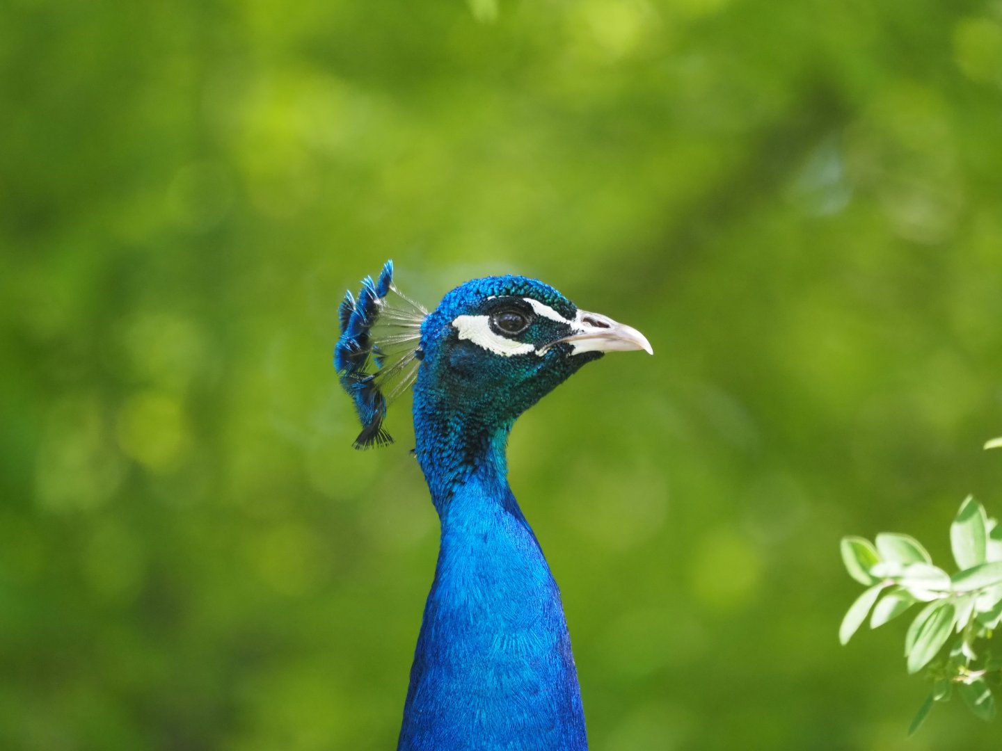Indian Peafowl