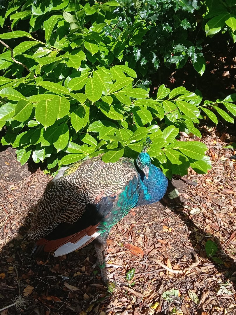 Indian Peafowl