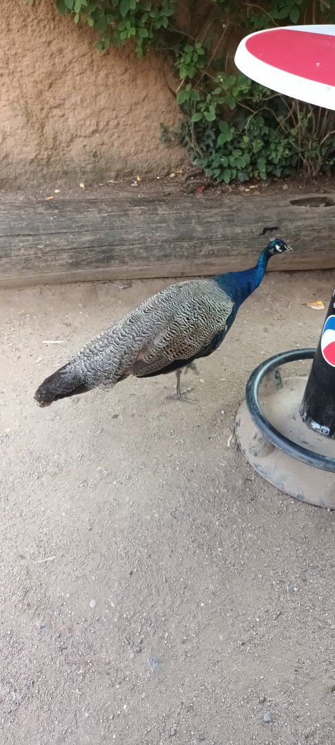 Indian Peafowl