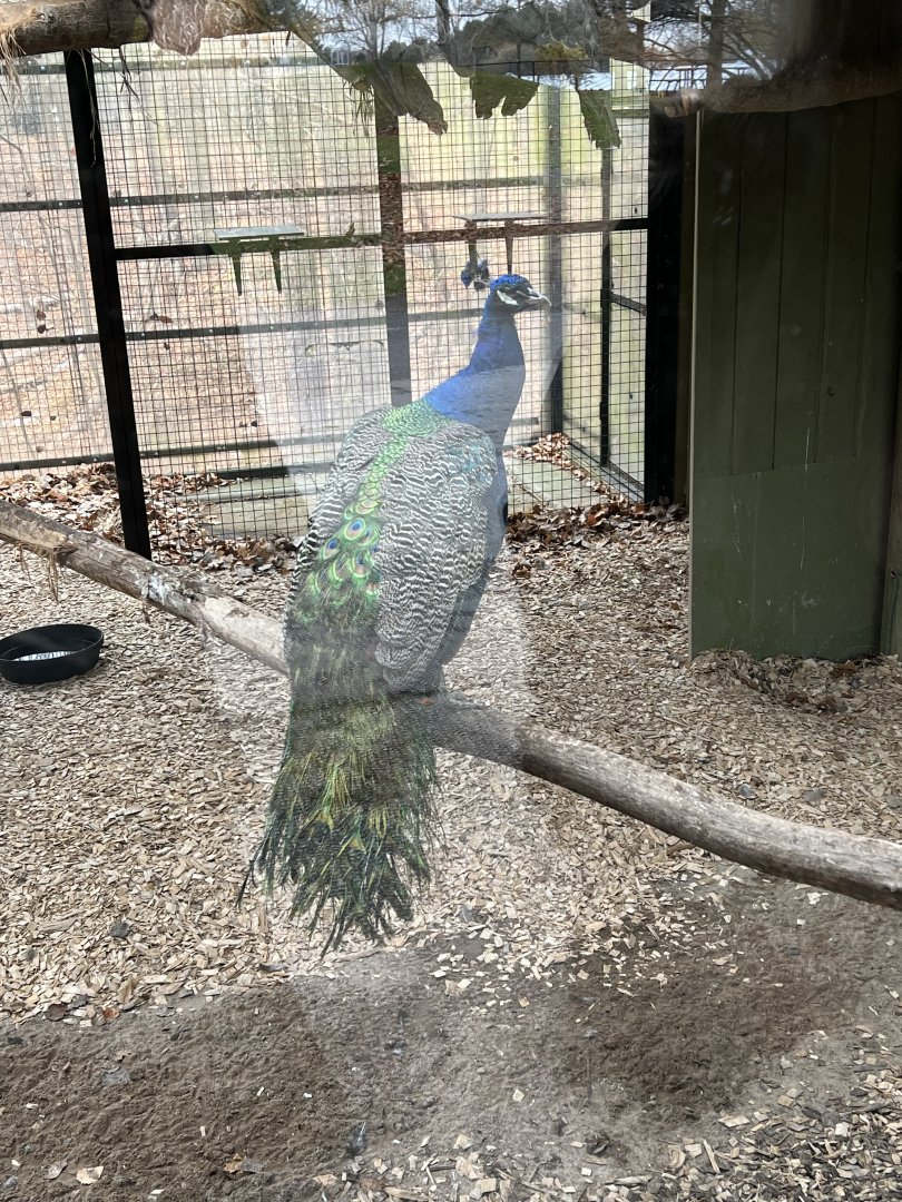 Indian Peafowl