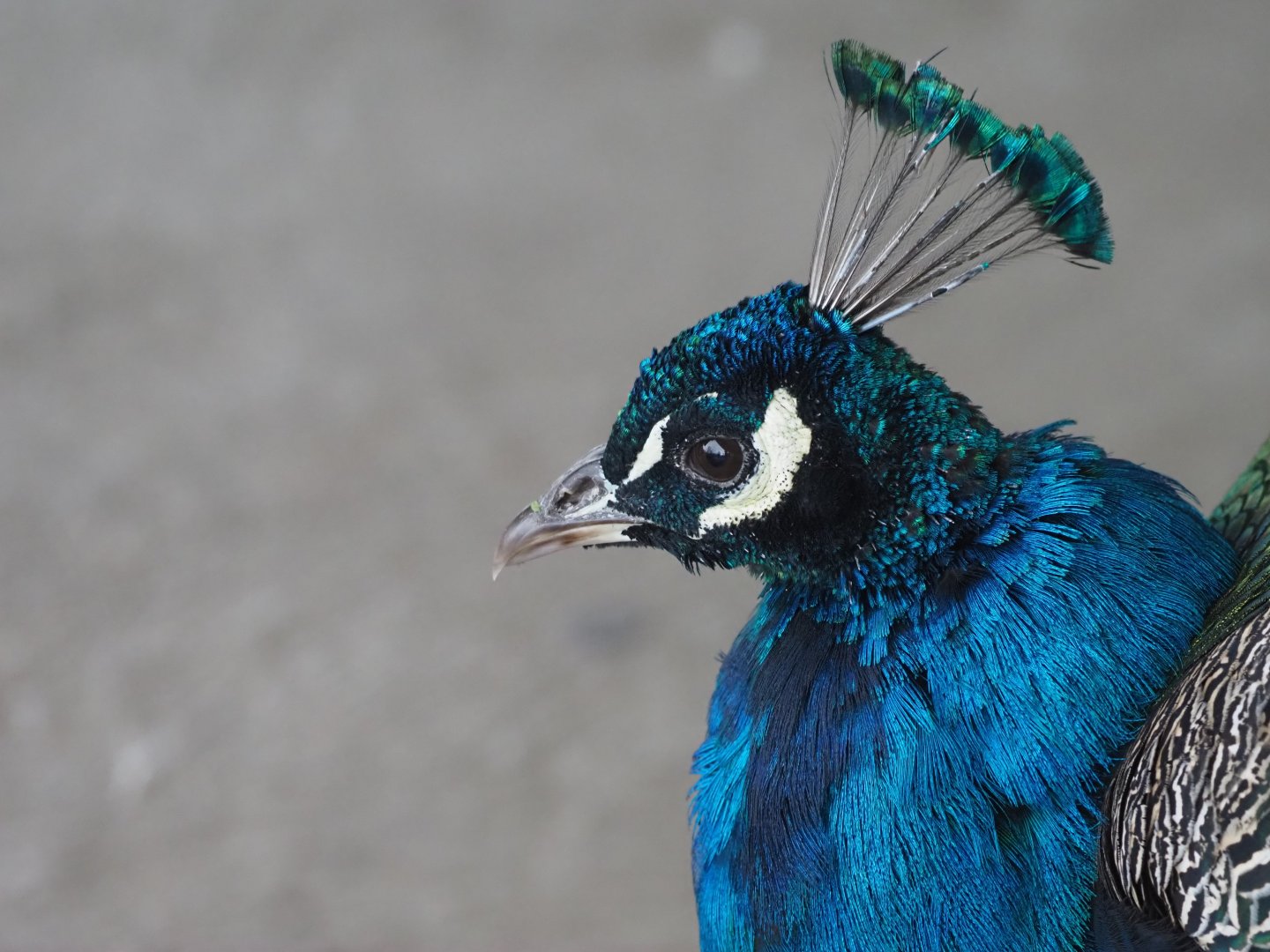 Indian Peafowl