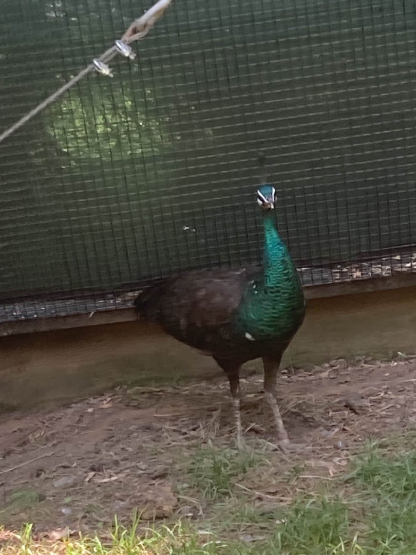 Indian Peafowl