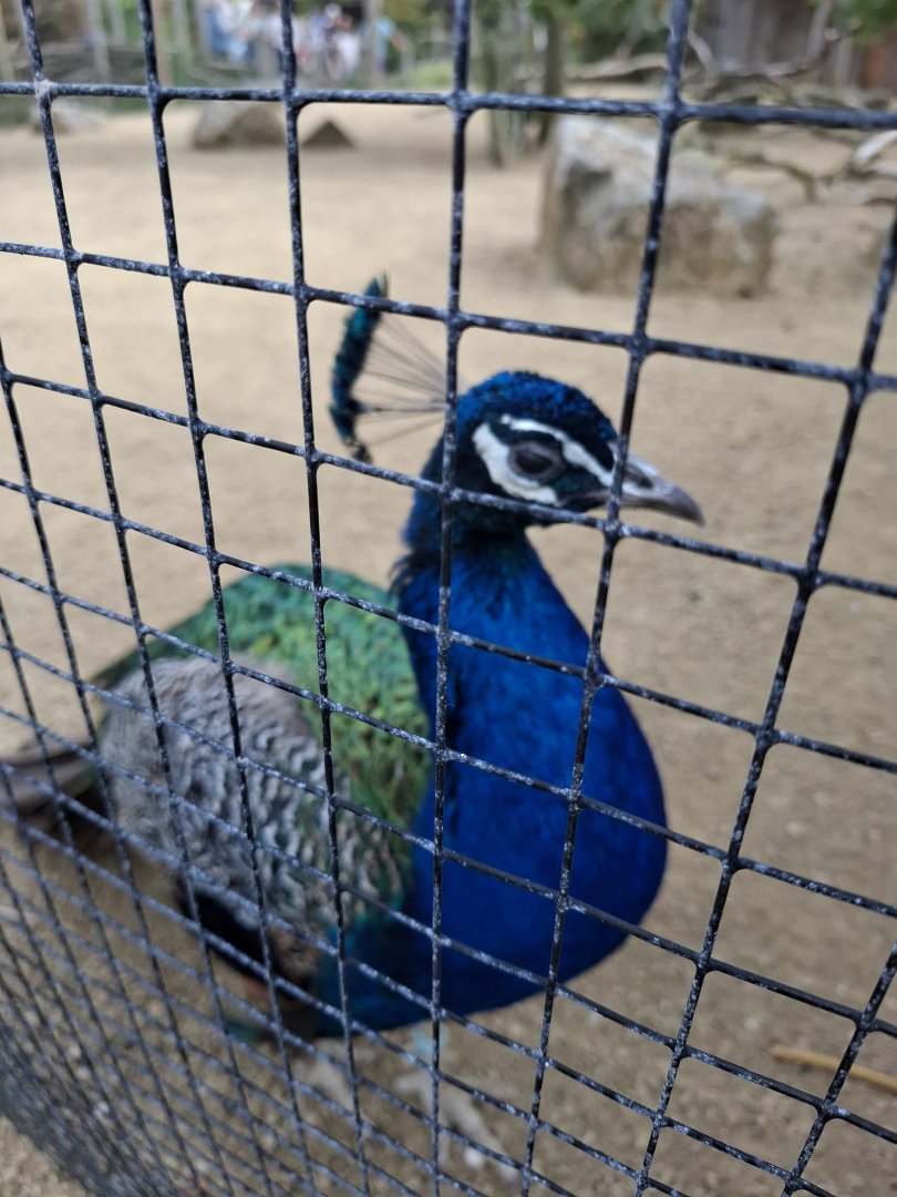 Indian Peafowl