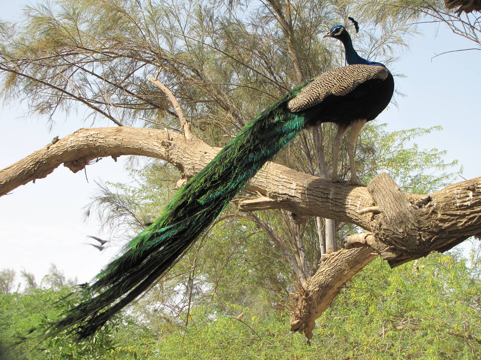indian peafowl